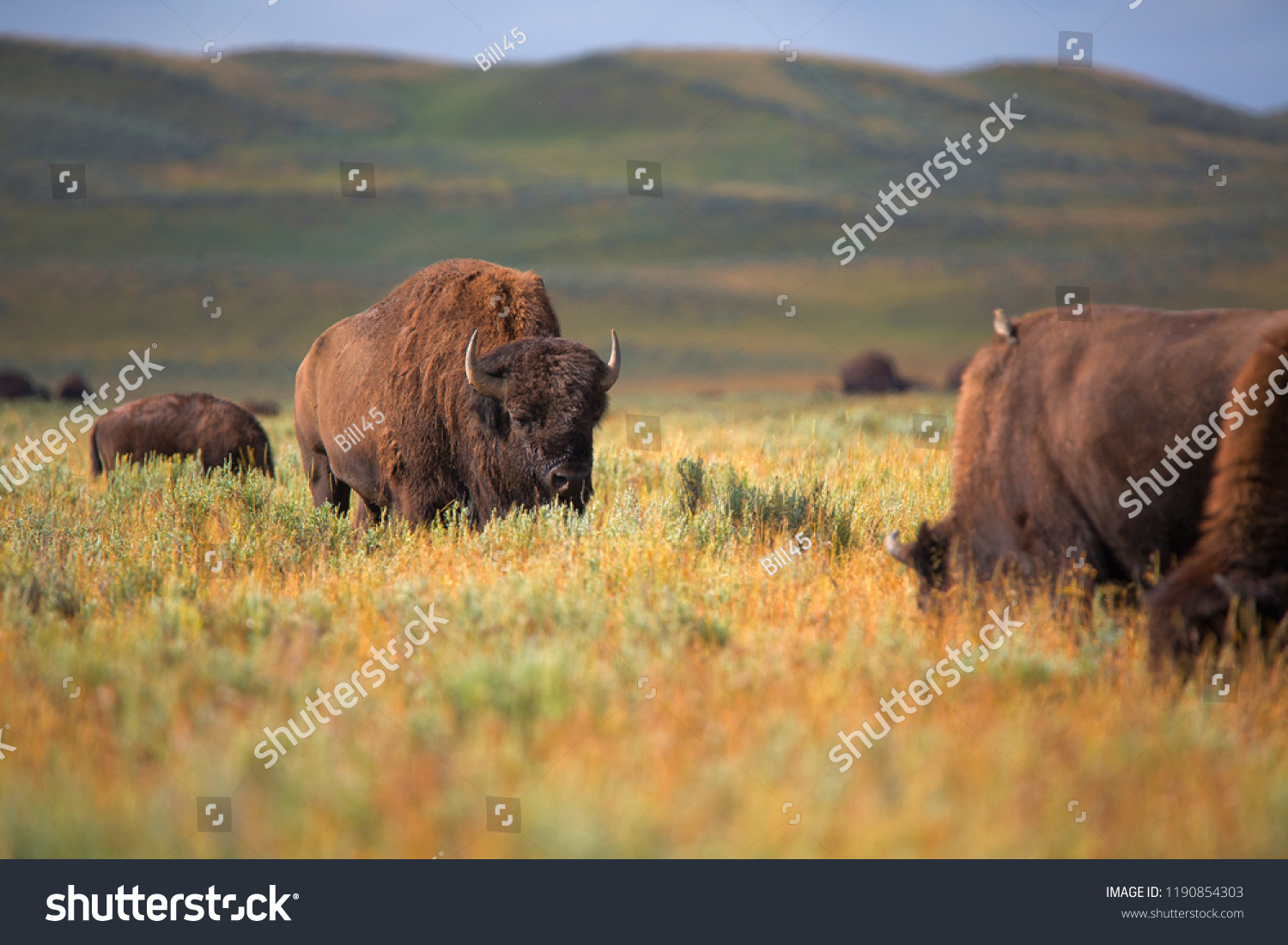 bison in grasslands of Yellowstone National Park in Wyoming in the United States of America #1190854303