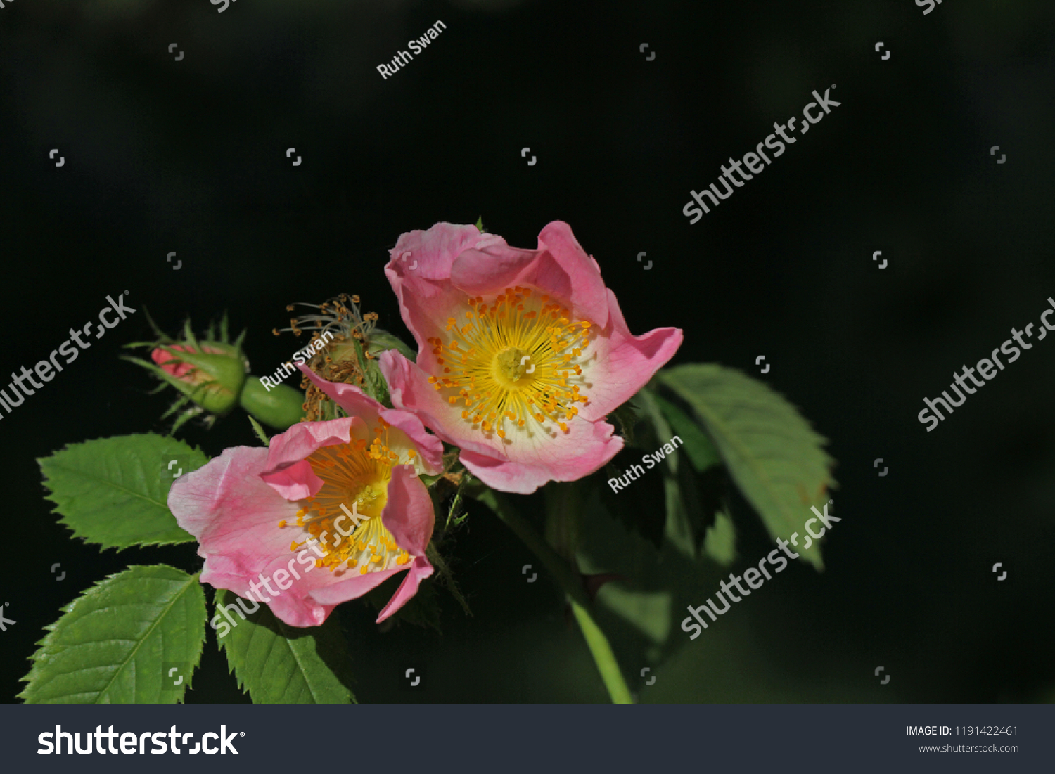 Dog rose or wild rose in bloom in springtime in Italy Latin rosa canina and similar to a sweet briar also called eglantine state flower or state symbol of Iowa and North Dakota #1191422461