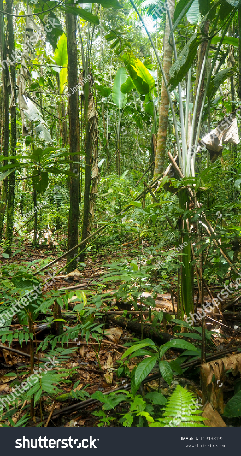 different trees and plants at the amazon rainforest in colombia #1191931951