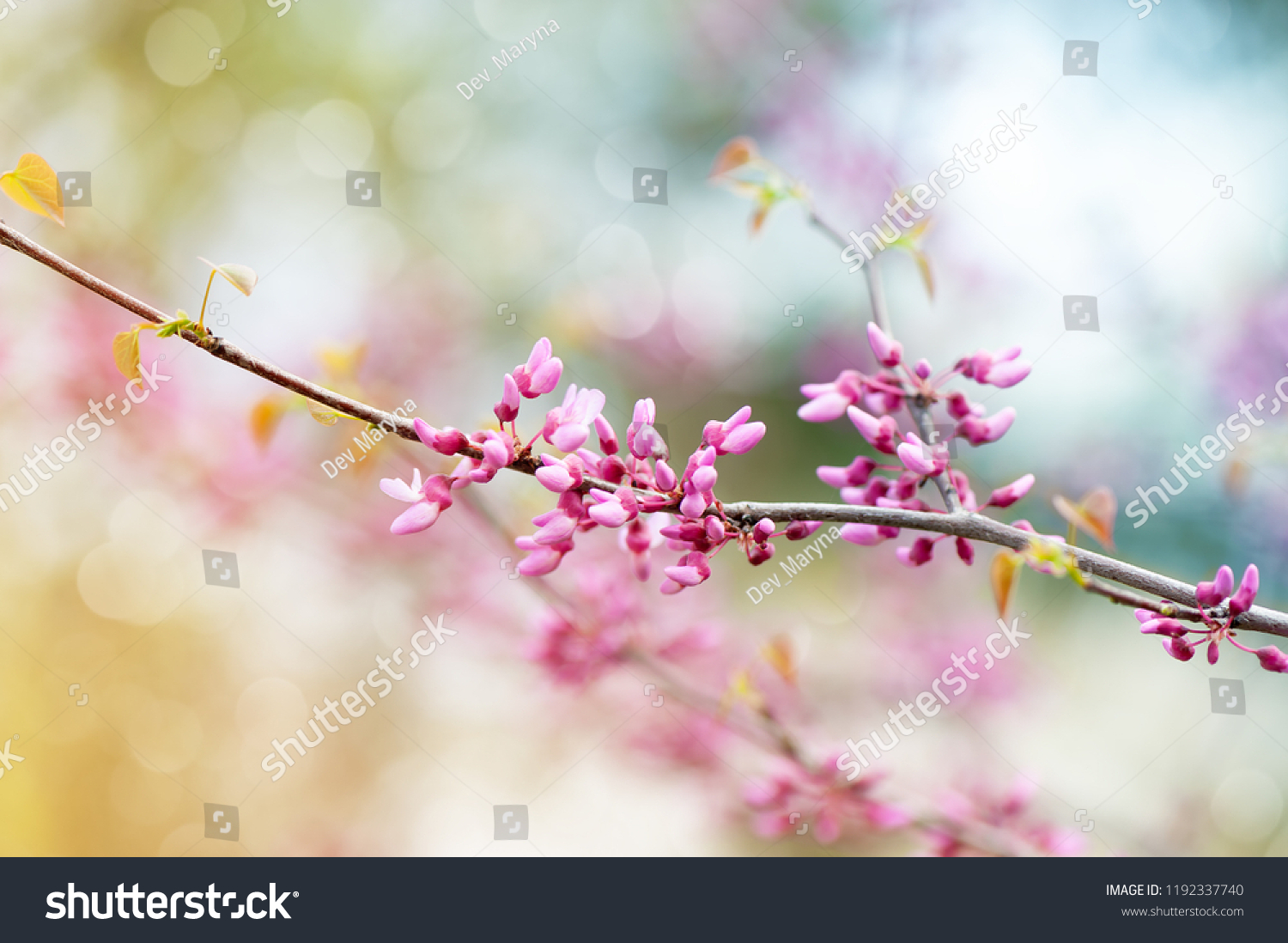 Pink tree blossom in the garden. Beautiful spring. #1192337740