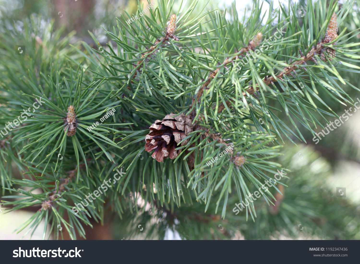 Pine cones on pine branches. Green needles #1192347436