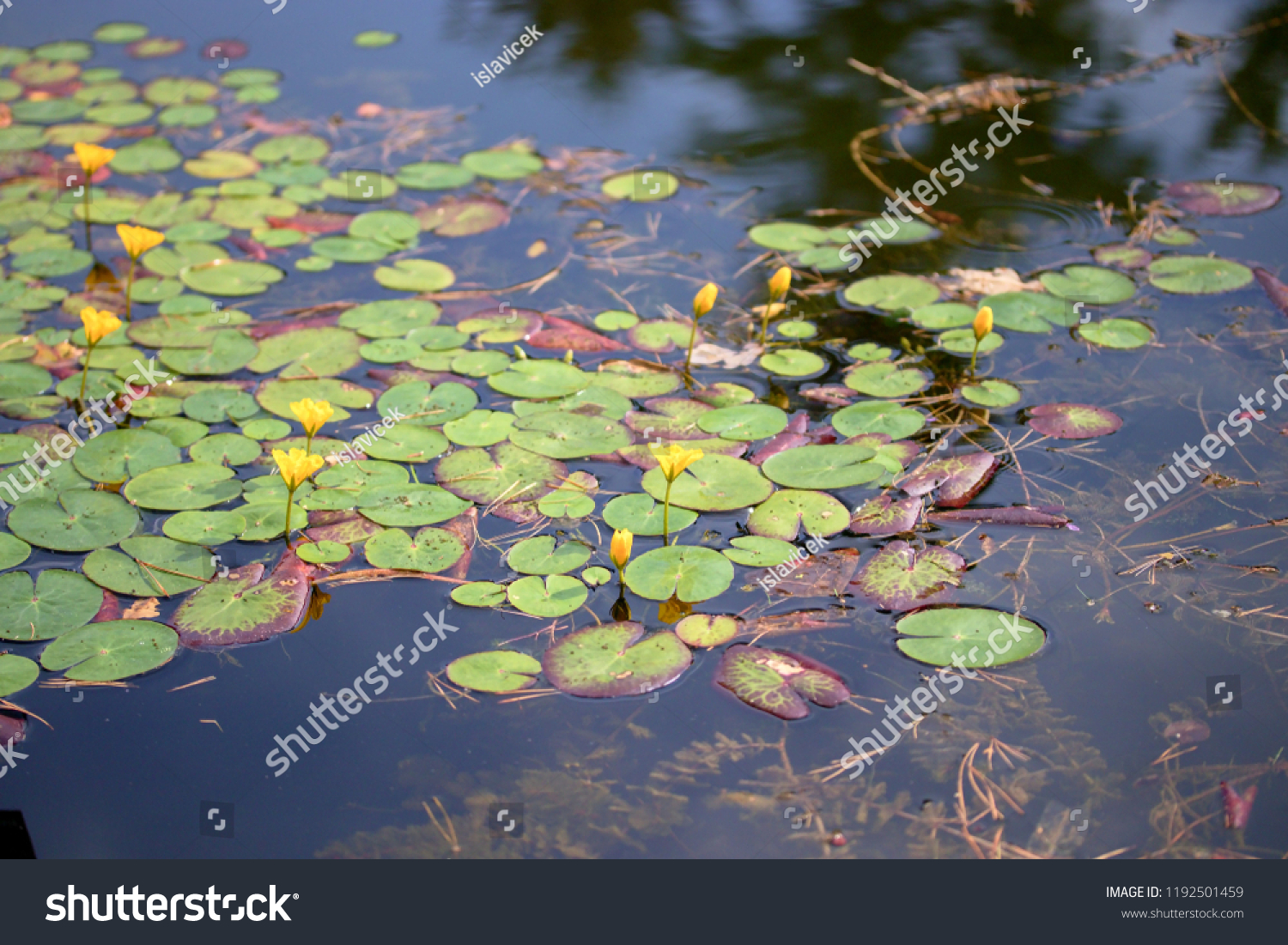 Nymphoides peltata, fringed water lily, yellow floating heart, floating heart, water fringe, entire marshwort, perennial, rooted aquatic plant with floating leaves of the family Menyanthaceae. #1192501459