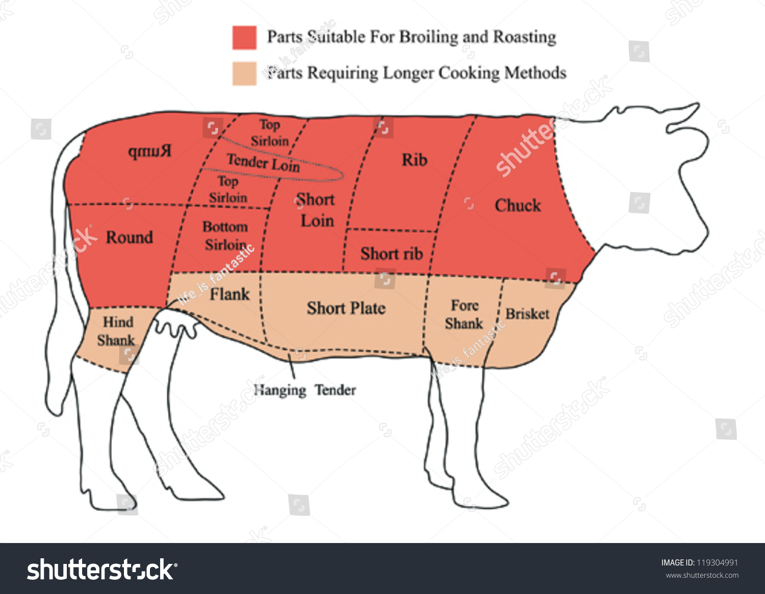 Vector Beef Cuts Chart (cow) in color isolated - Royalty Free Stock ...