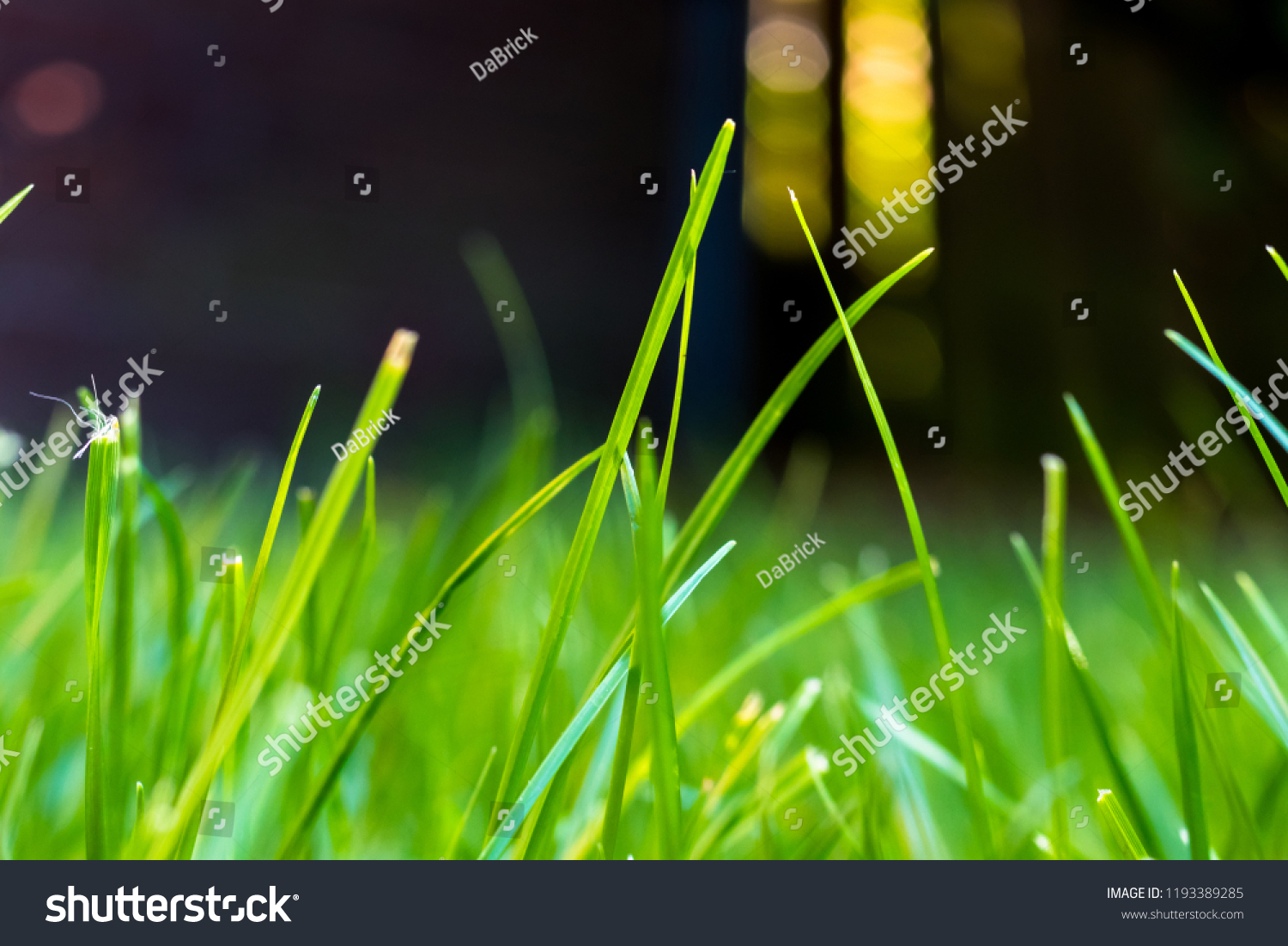 Grass in the garden, in sunlight. Closeup of a green lawn. Wet grass in the morning light. Close up macro of green grass field. Grass texture, with selective focus blur and background bokeh. #1193389285