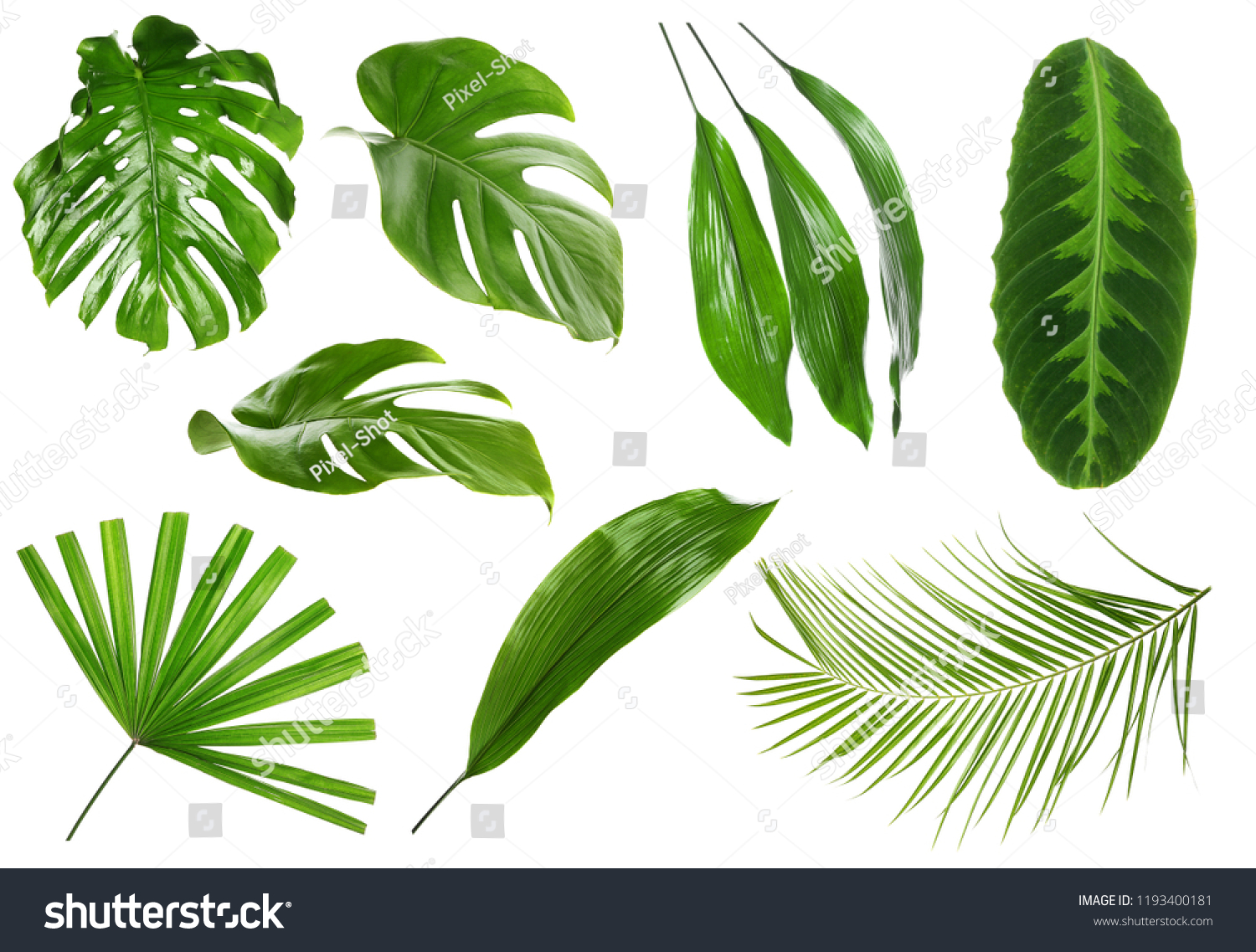 Different green tropical leaves on white background #1193400181
