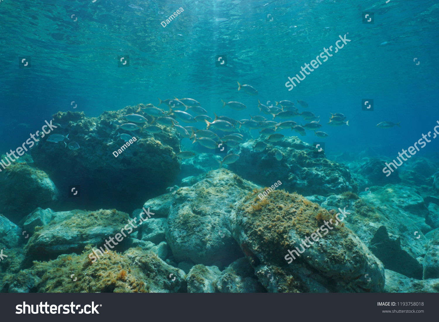 Underwater seascape fish school between rocky bottom and water surface in the Mediterranean sea #1193758018