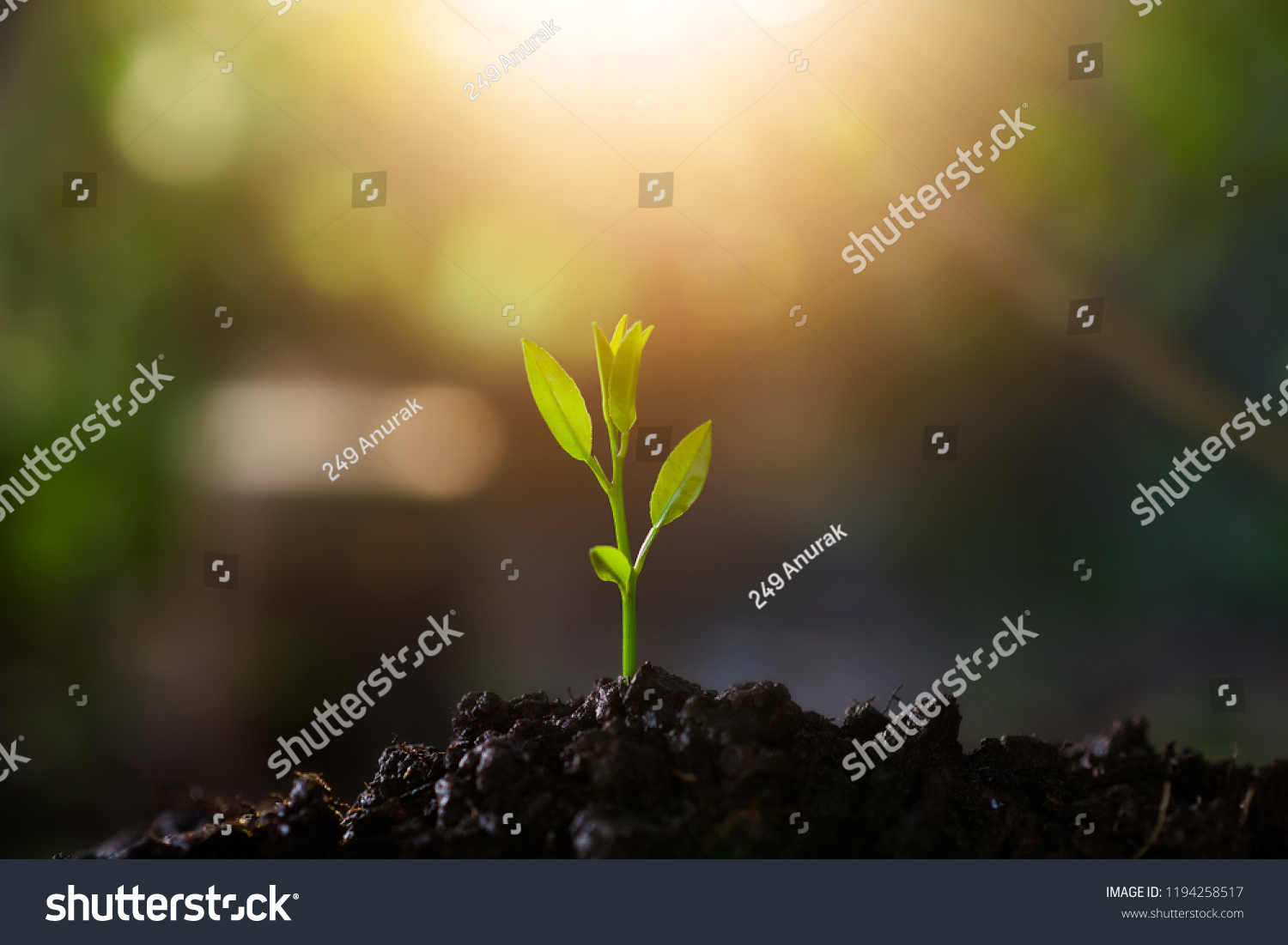 Plant,Seedlings grow in soil with sun light. Planting trees to reduce global warming. #1194258517