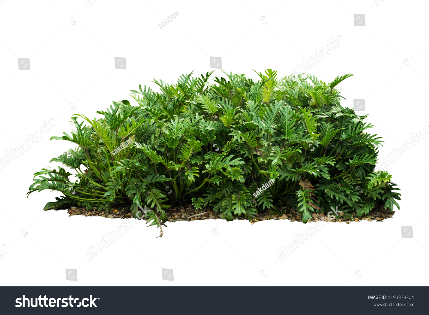 Philodendron xanadu Tropical nature plant isolated backdrop include clipping path on white background.closeup spring botanic decoration floral rain forest plant. #1194339304