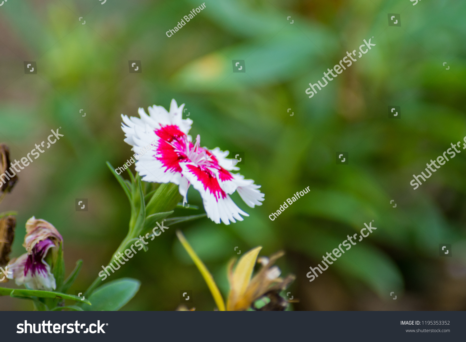 Close up of a flower blooming in the grass next to withering flowers #1195353352