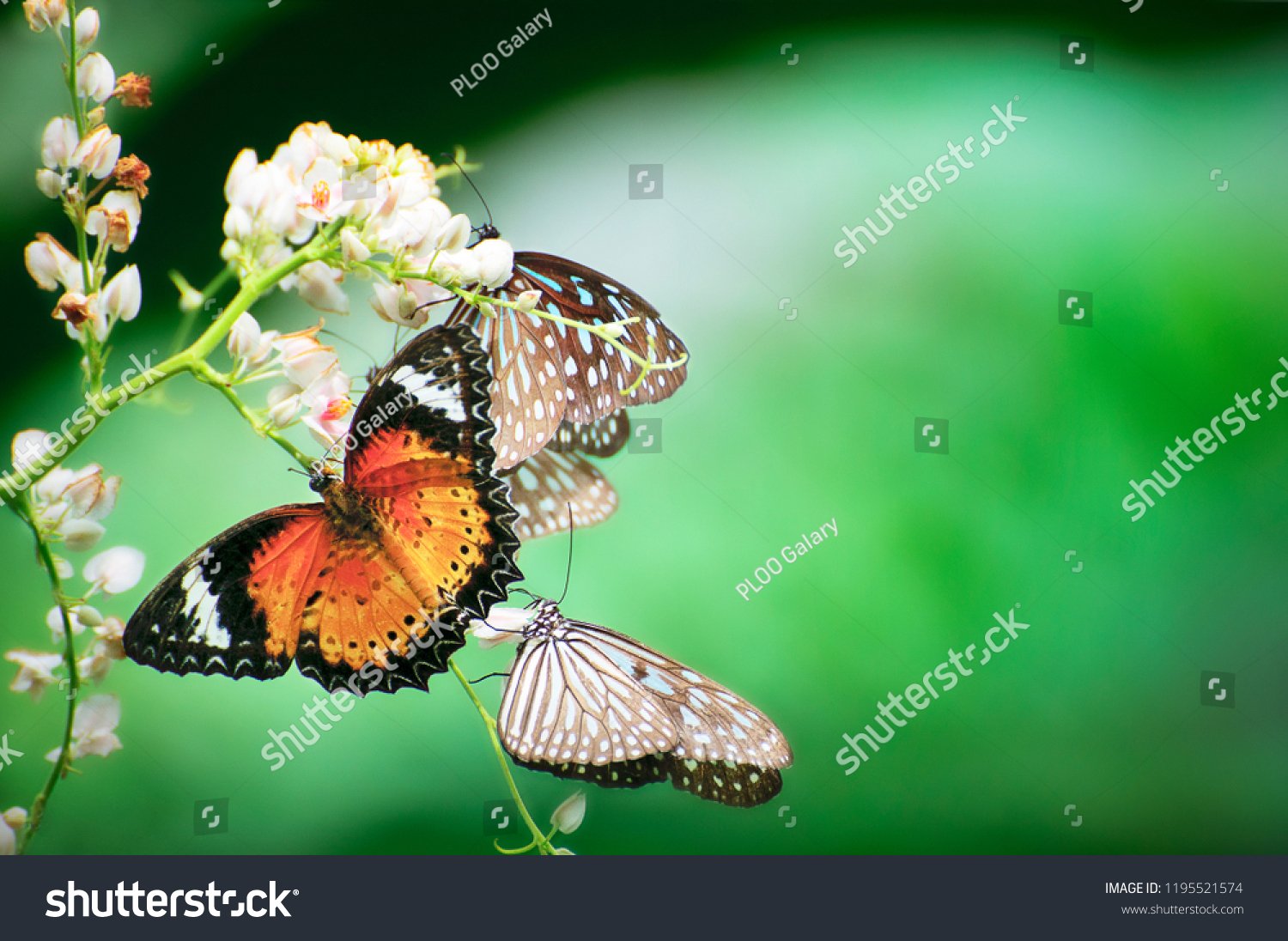 many kind, colour and species of the beautifull butterfly  #1195521574