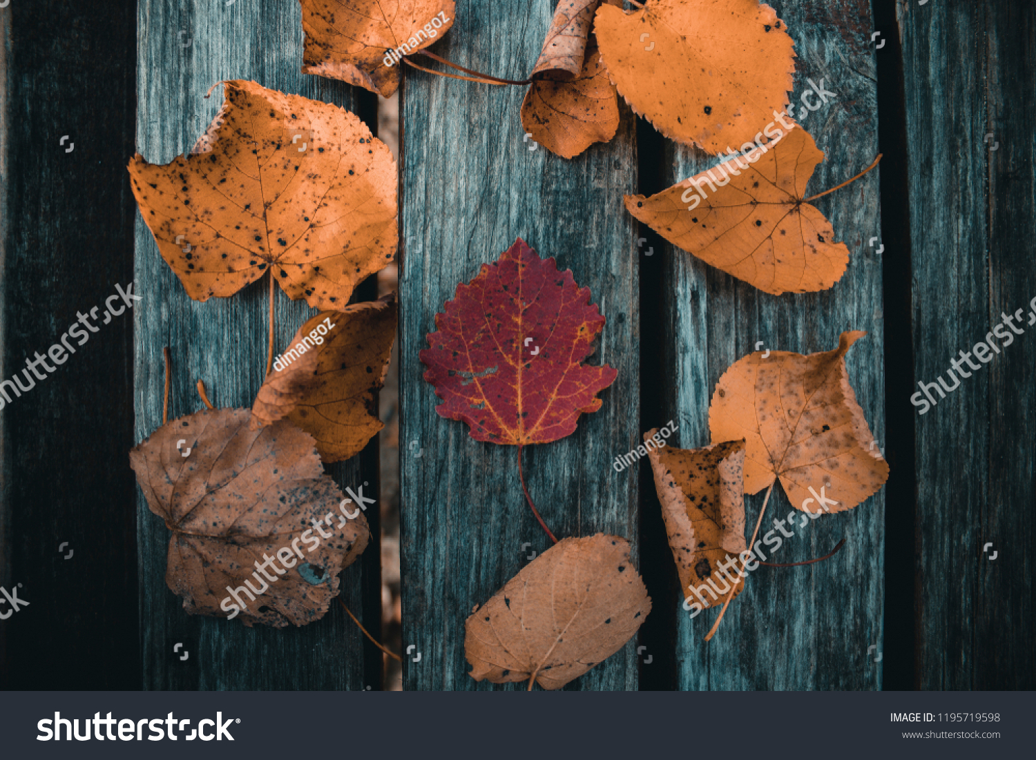 the leaves on the boards #1195719598