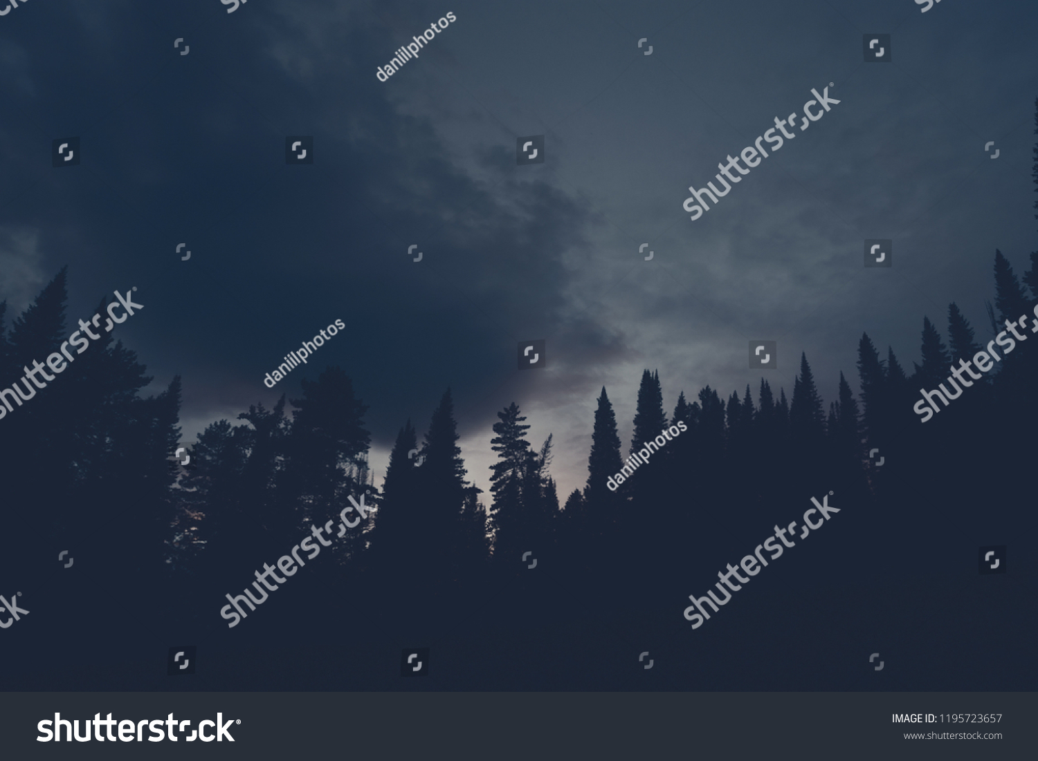 Dark silhouettes of high pines and spruces from below upwards on background of cloudy sunset sky with copy space. Coniferous trees close up in navy blue tones. Eerie atmospheric landscape. #1195723657