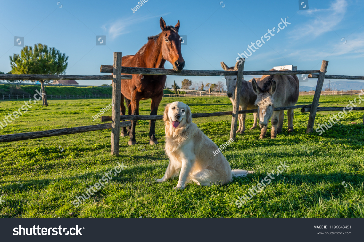 Golden Retriever with Horse and Donkeys #1196043451