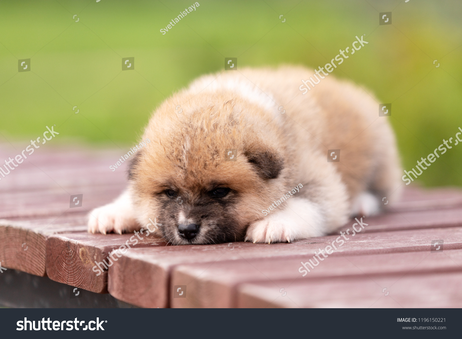 Red japanese akita, akita inu, puppy walks outdoor at park #1196150221