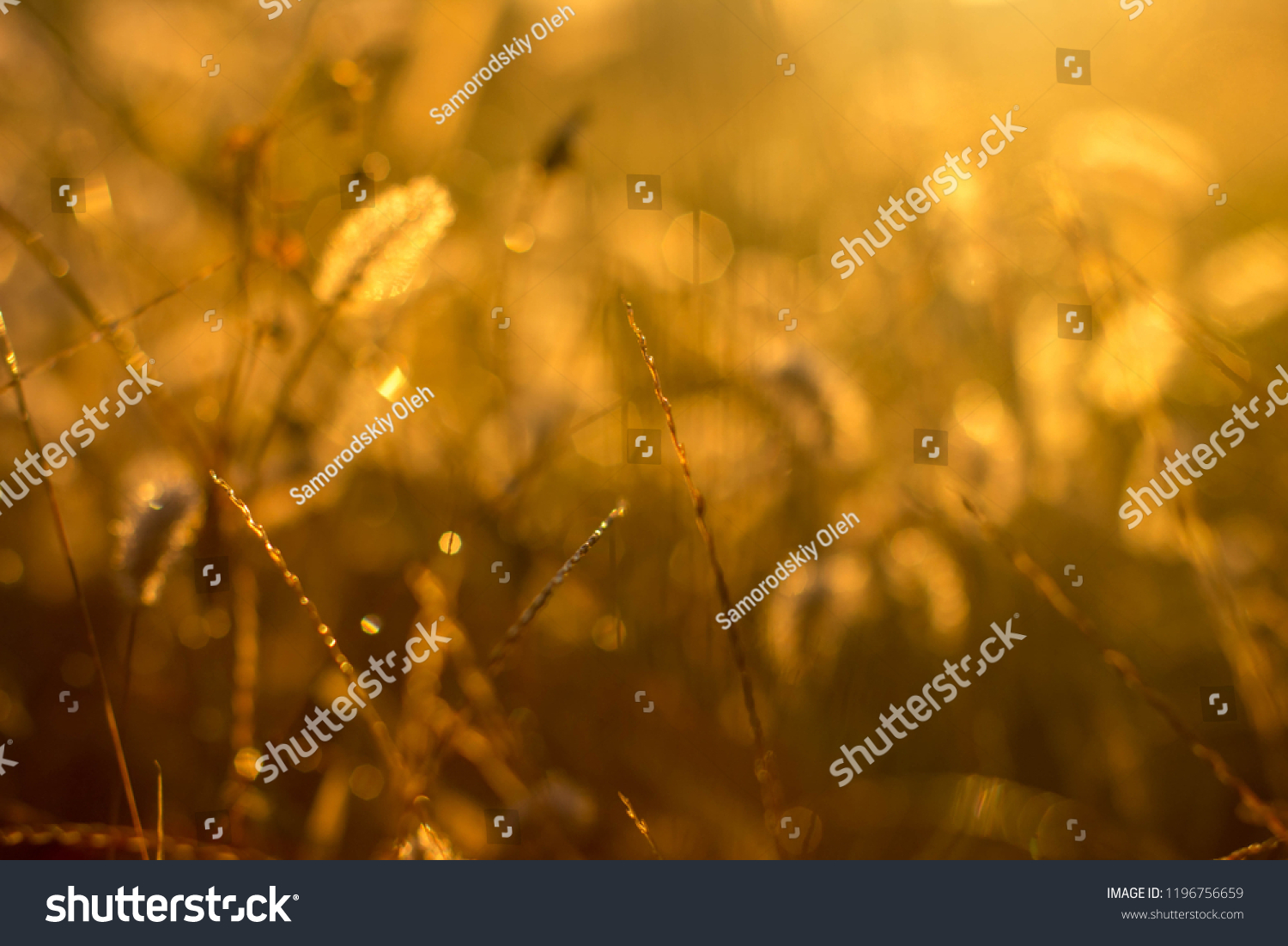 grass background light sunlight sunrise morning  #1196756659