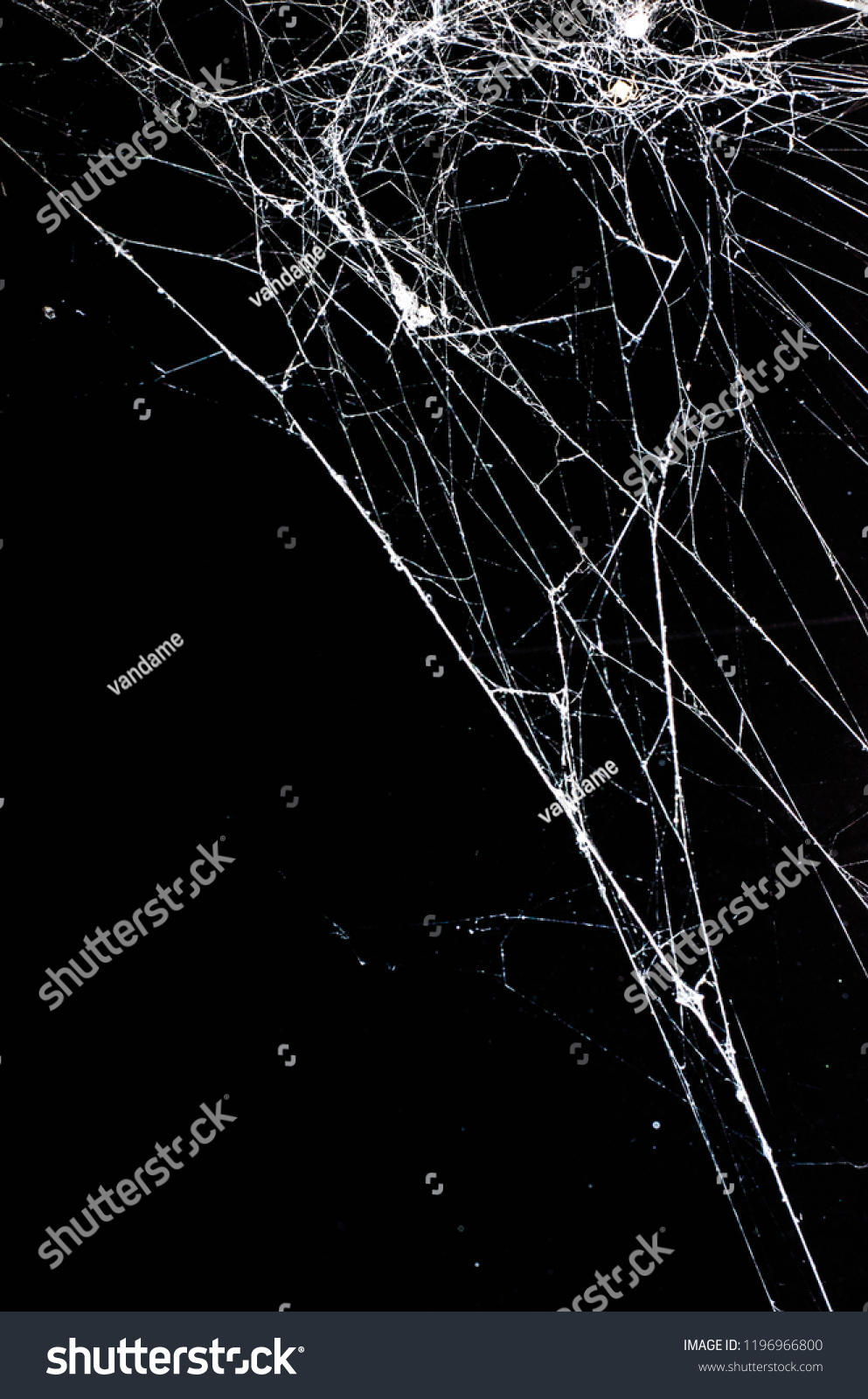 spider web,halloween background #1196966800