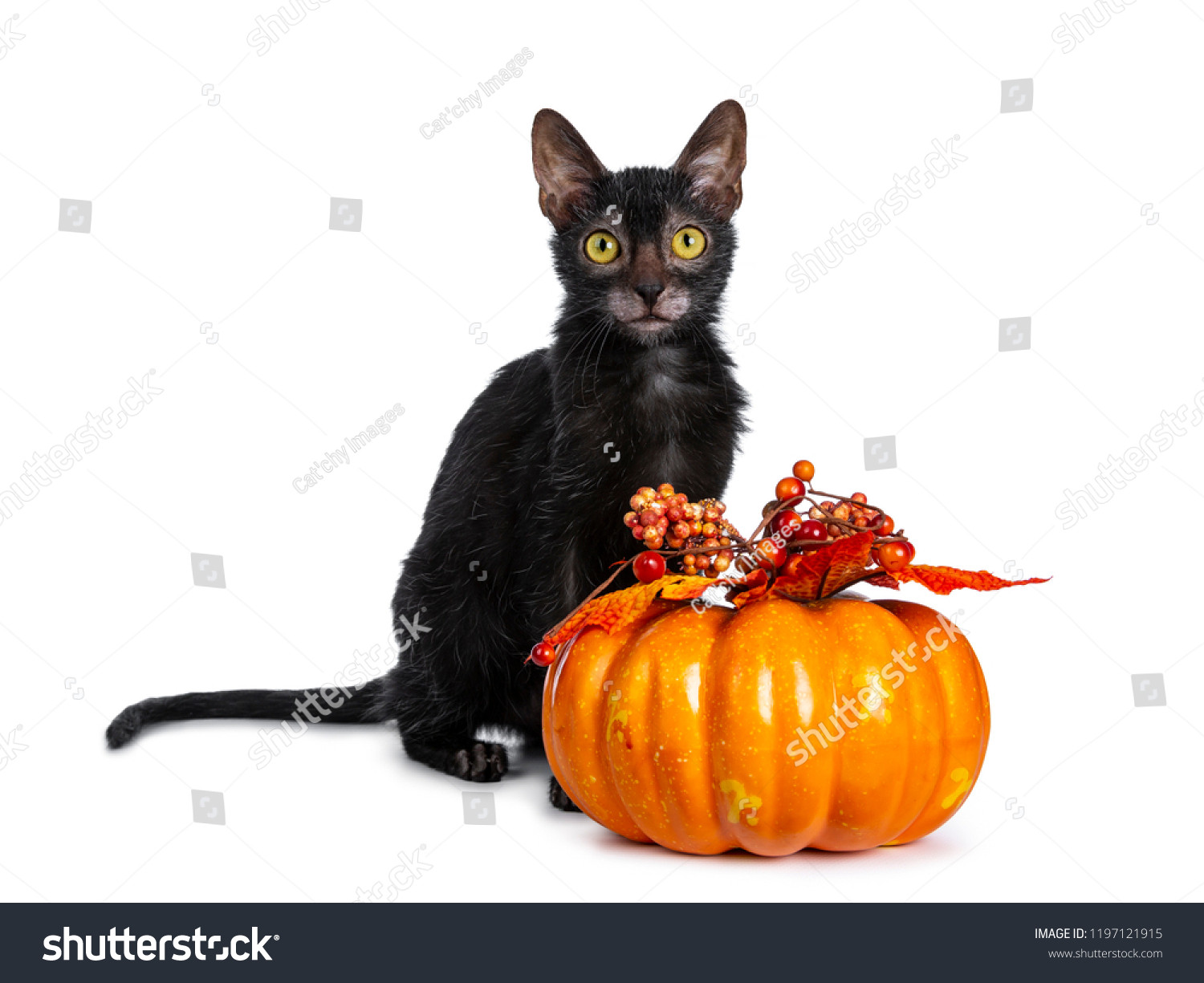 Young adult black Lykoi cat kitten sitting beside an orange pumpkin looking straight in camera with yellow eyes, isolated on white backgroud #1197121915