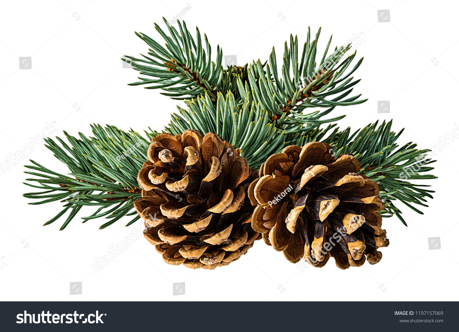 Brown pine cone on white background with clipping pass #1197157069