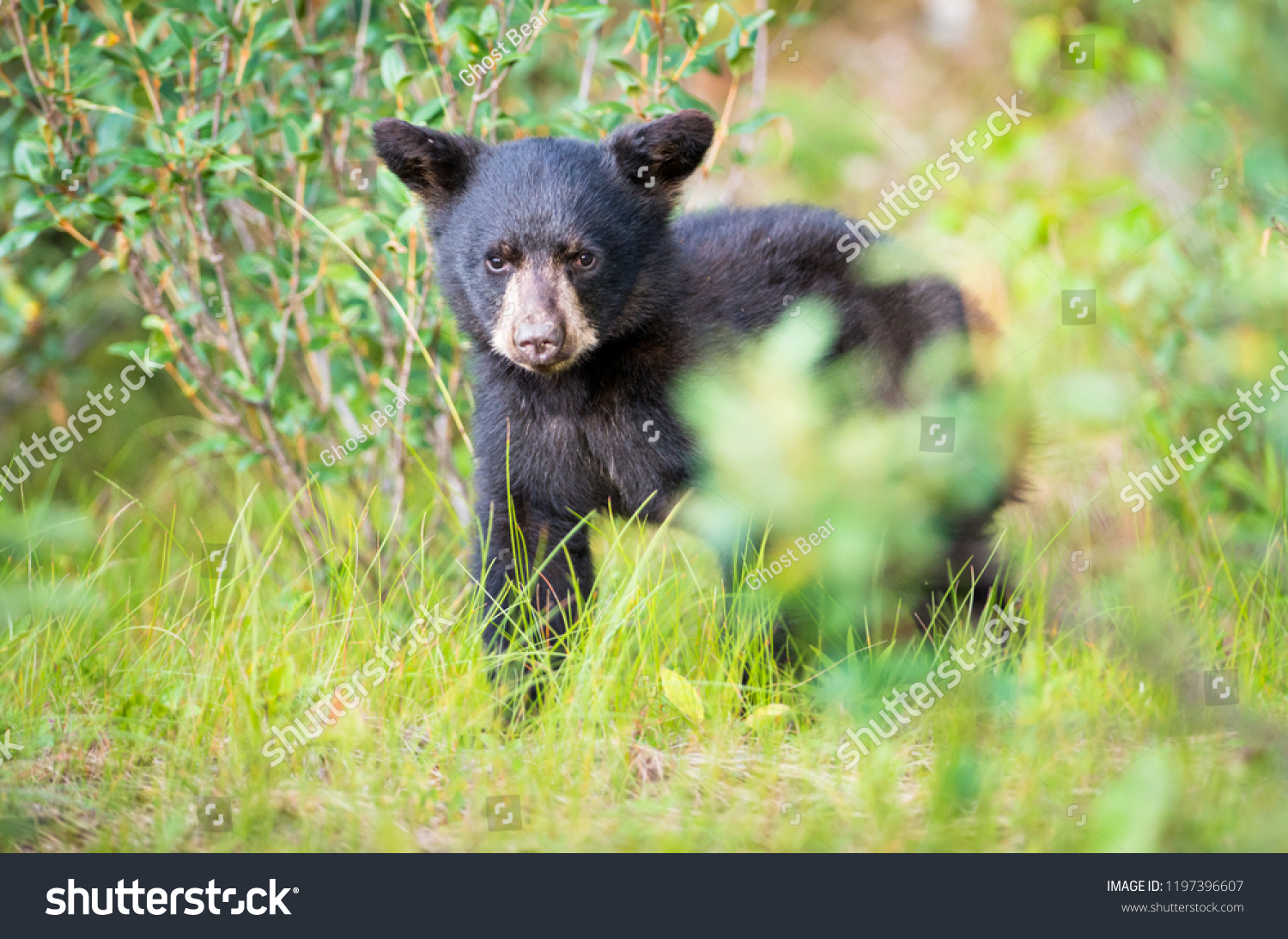 Black bears in the wild - Royalty Free Stock Photo 1197396607 - Avopix.com