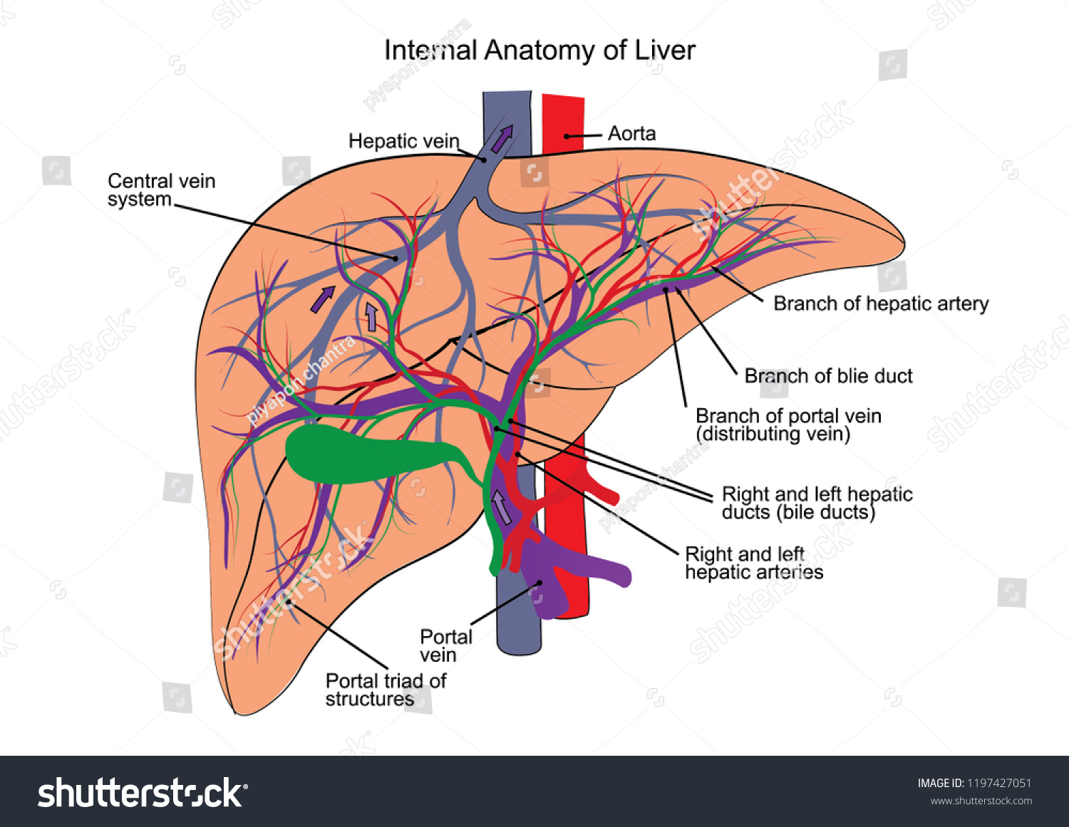 Internal Anatomy of Liver - Royalty Free Stock Vector 1197427051 ...