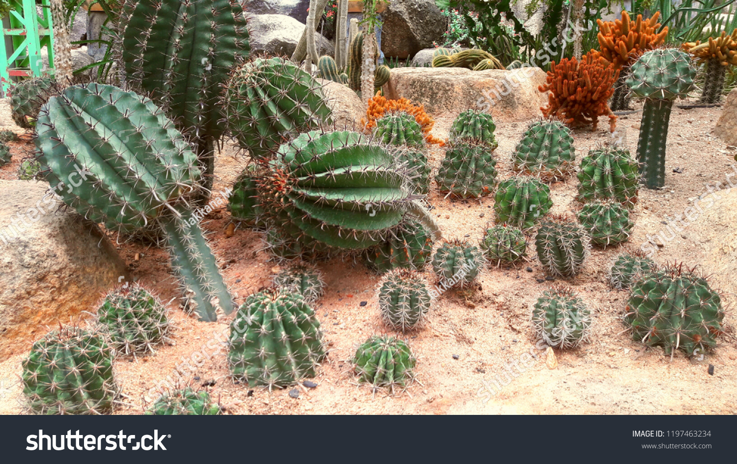 Cactus, Cactus thorns, Close up thorns of cactus, Cactus Background #1197463234