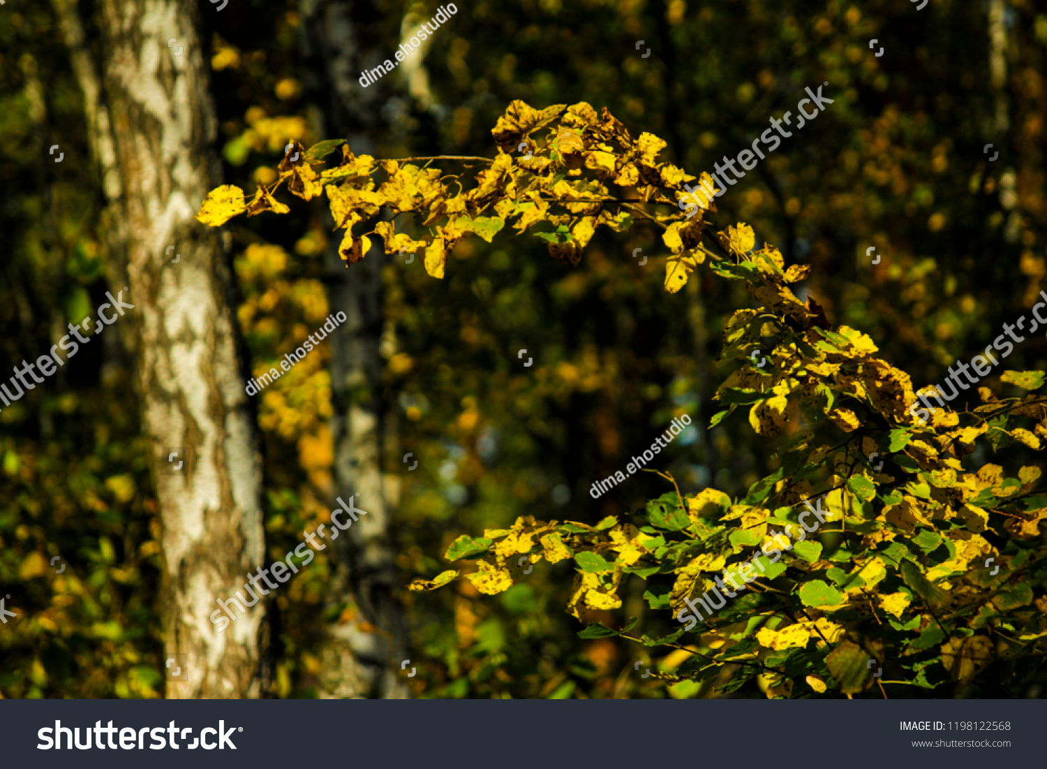 forest. autumn. russia #1198122568