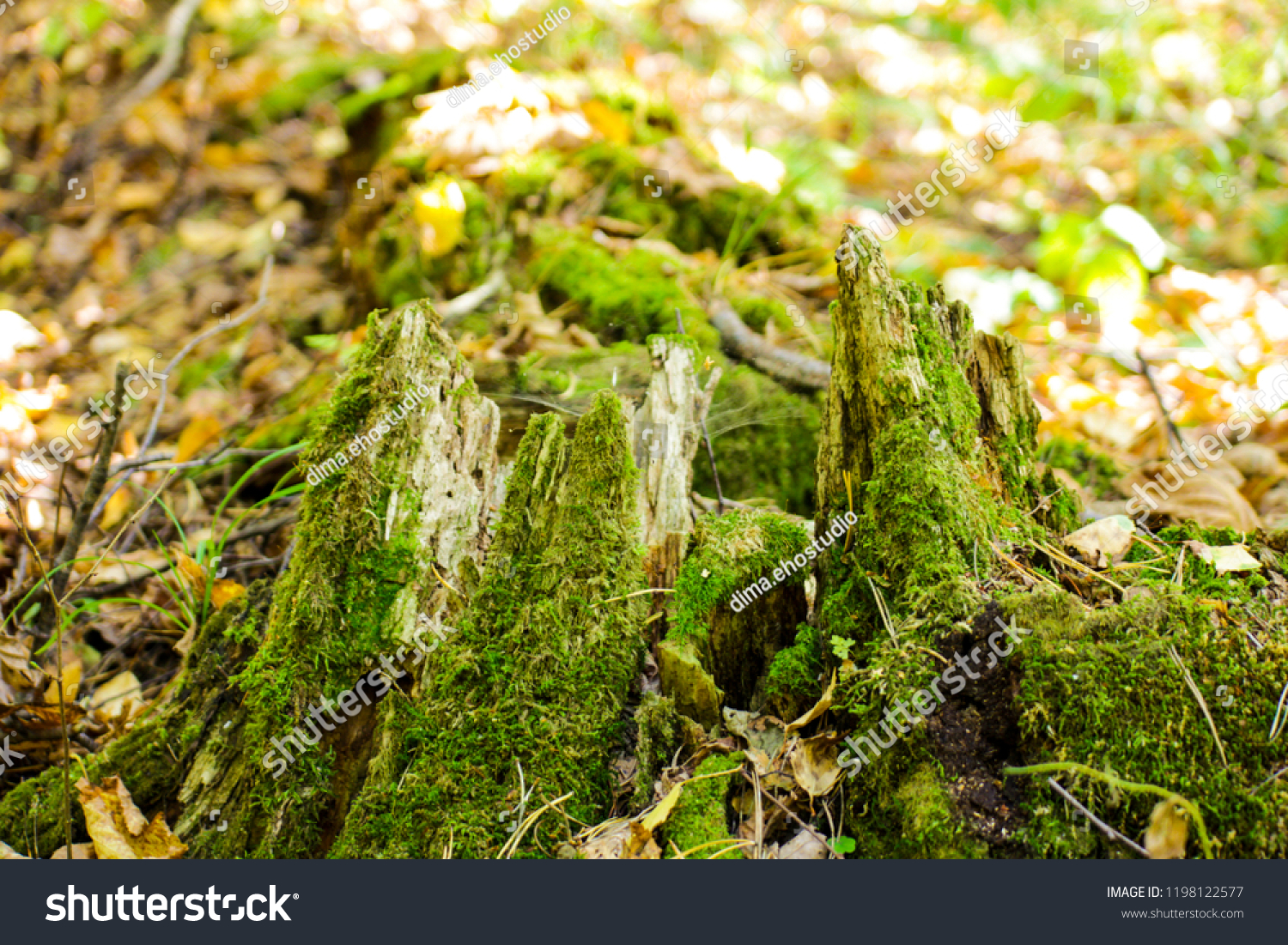 forest. autumn. russia #1198122577