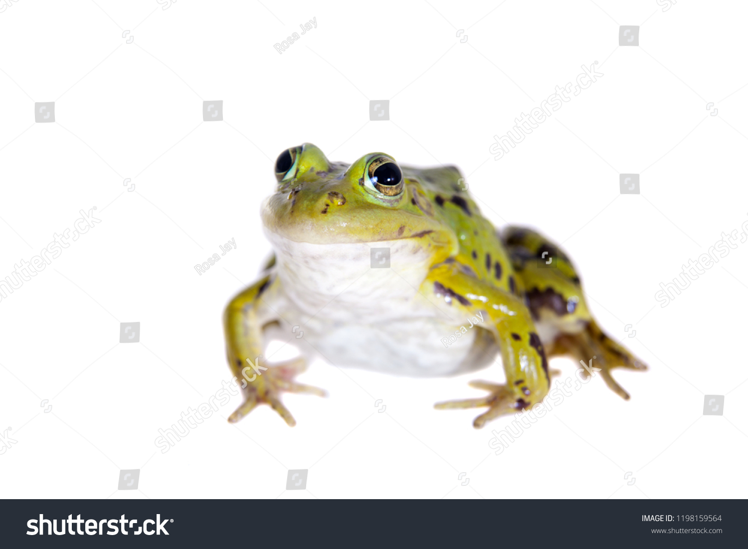 Green Pool Frog on white, Pelophylax lessonae #1198159564