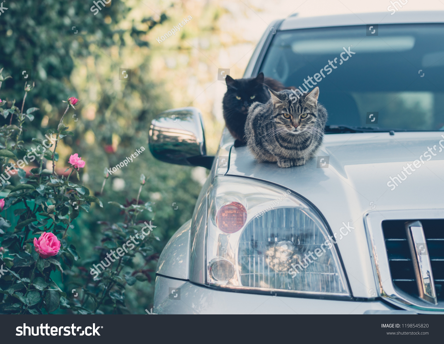 Domestic cat on the hood of the car. Pampered pets #1198545820