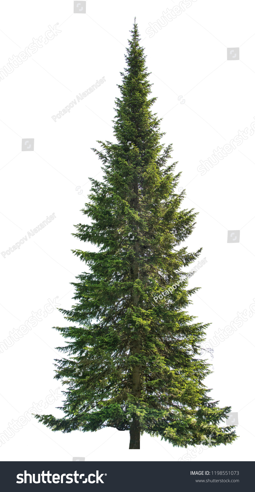 single fir isolated on white background #1198551073