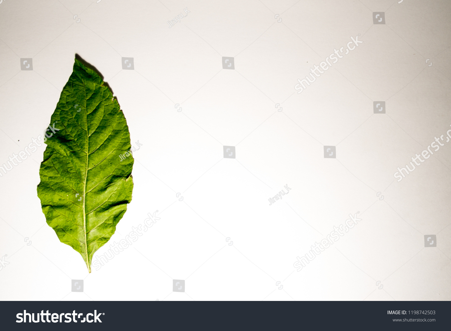 tropical leaves background. #1198742503