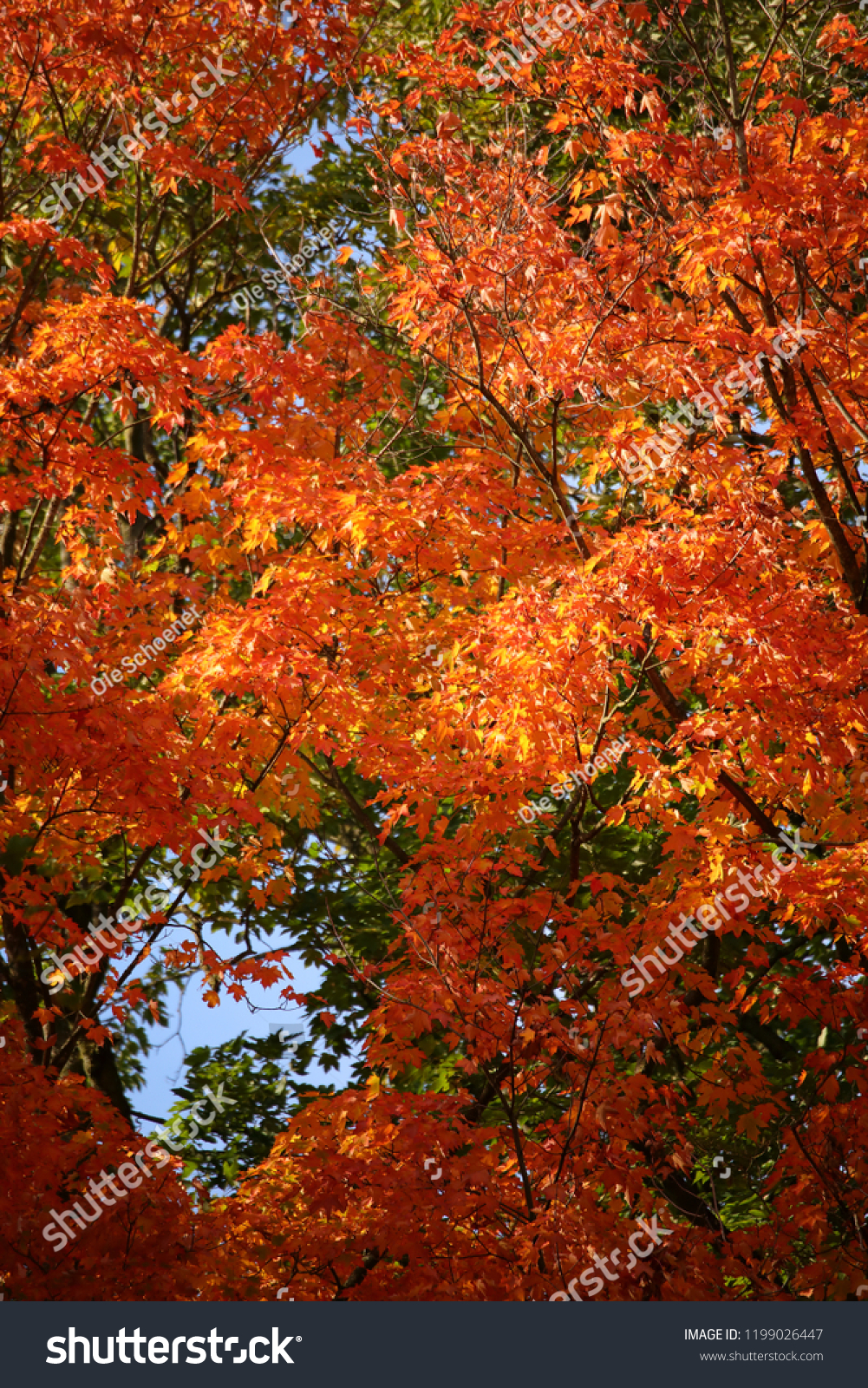 Beautiful red-orange colored leaves of the Sugar Maple tree (Acer saccharum) #1199026447