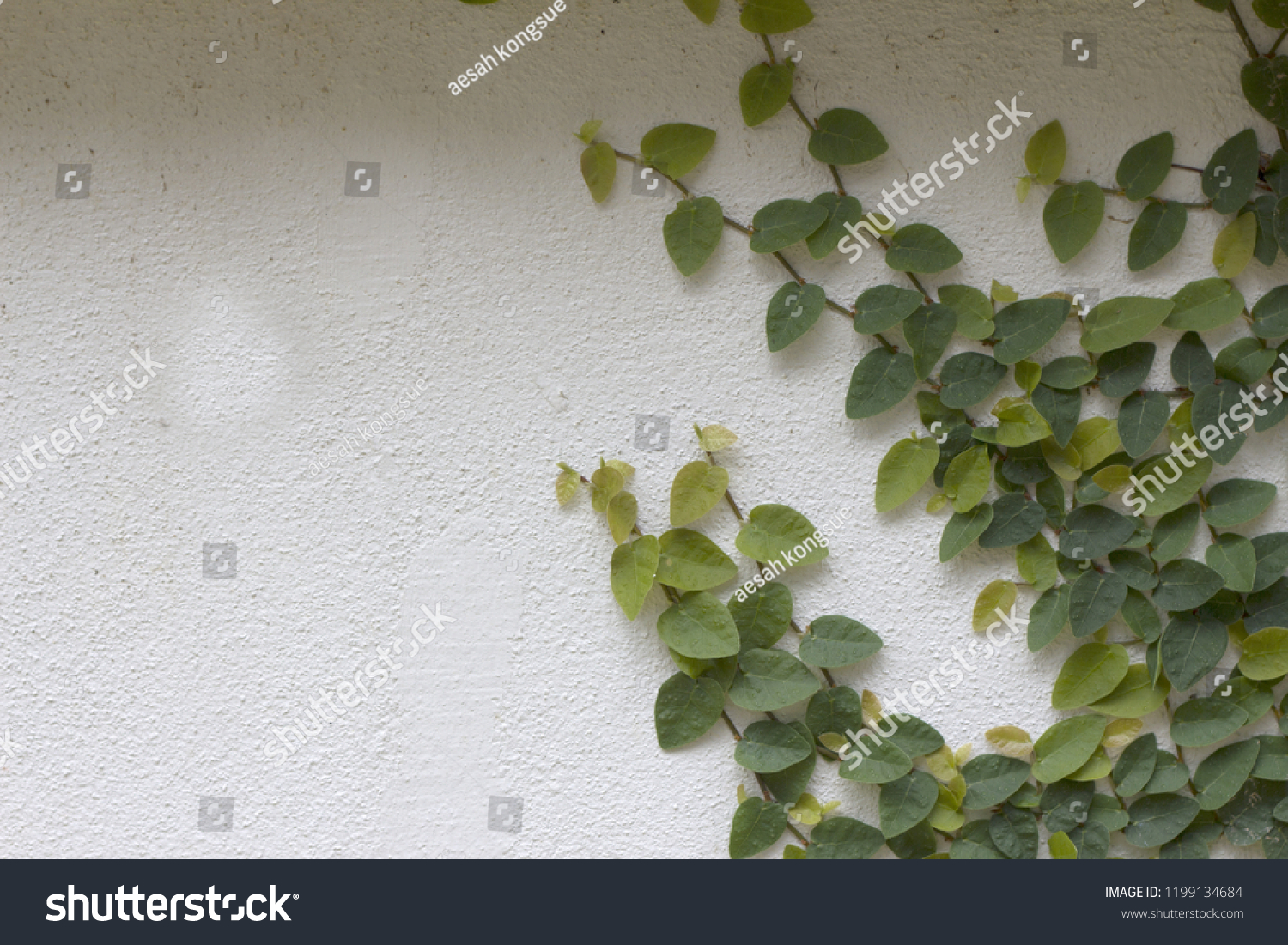 Ornamental shrubs ,Wall shrubs #1199134684