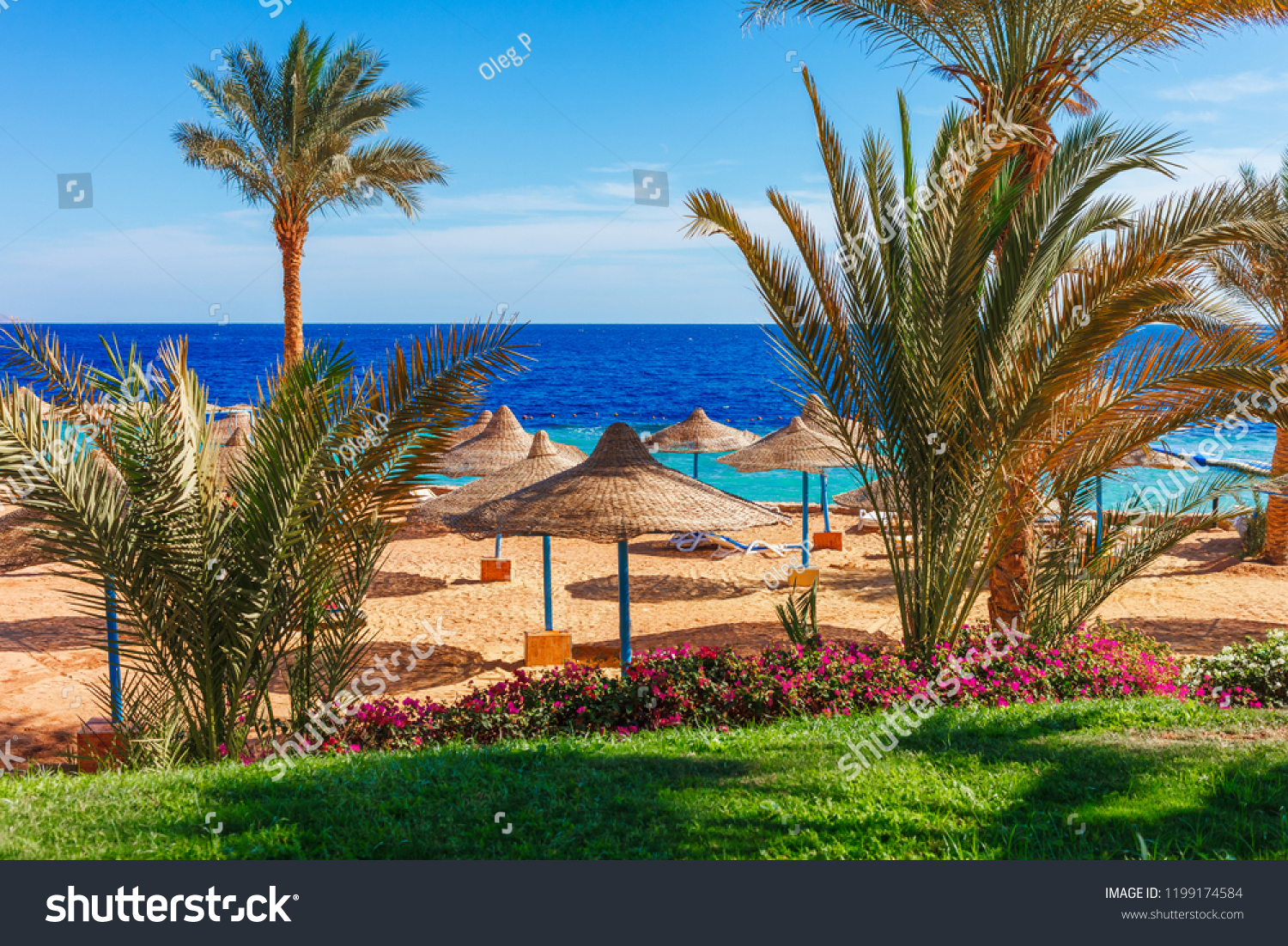 Sunny resort beach with palm tree at the coast shore of Red Sea in Sharm el Sheikh, Sinai, Egypt, Asia in summer hot. Bright sunny light #1199174584