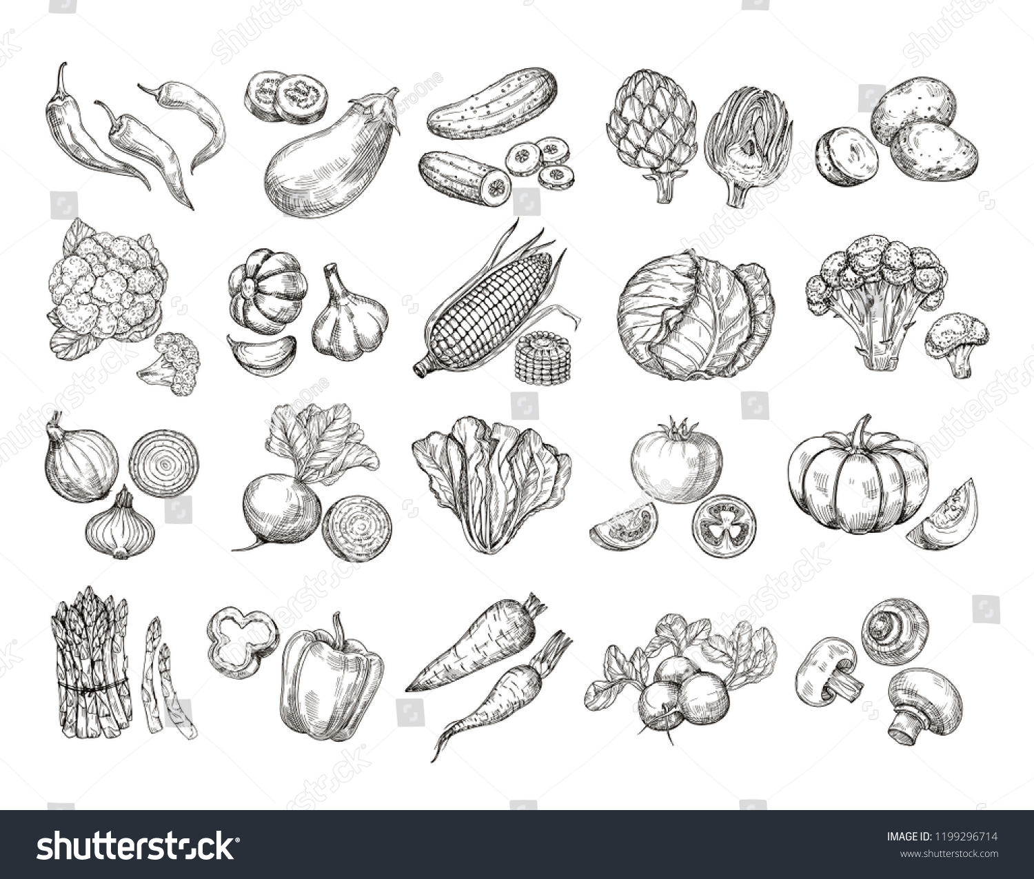 Sketch vegetables. Vintage hand drawn garden vegetable collection. Carrots broccoli potato salad mushroom farming vector set. Salad and carrot, sketch mushroom illustration #1199296714