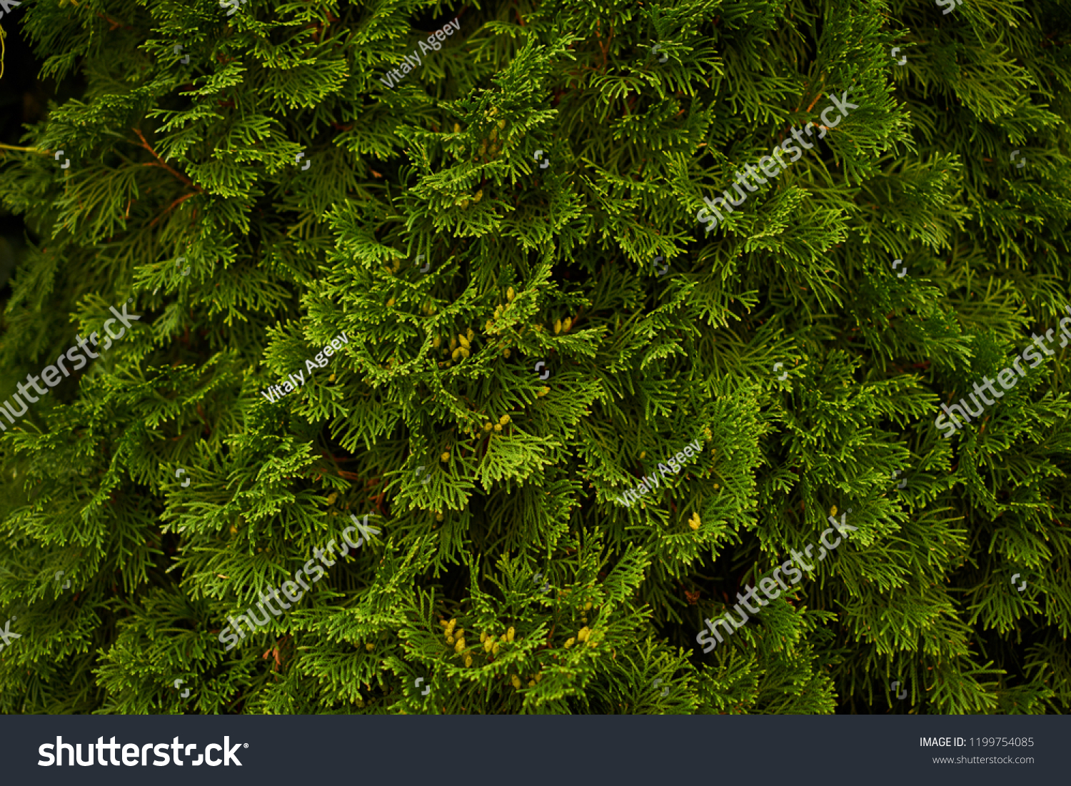 Ornamental shrubs Wall shrubs green background bush #1199754085