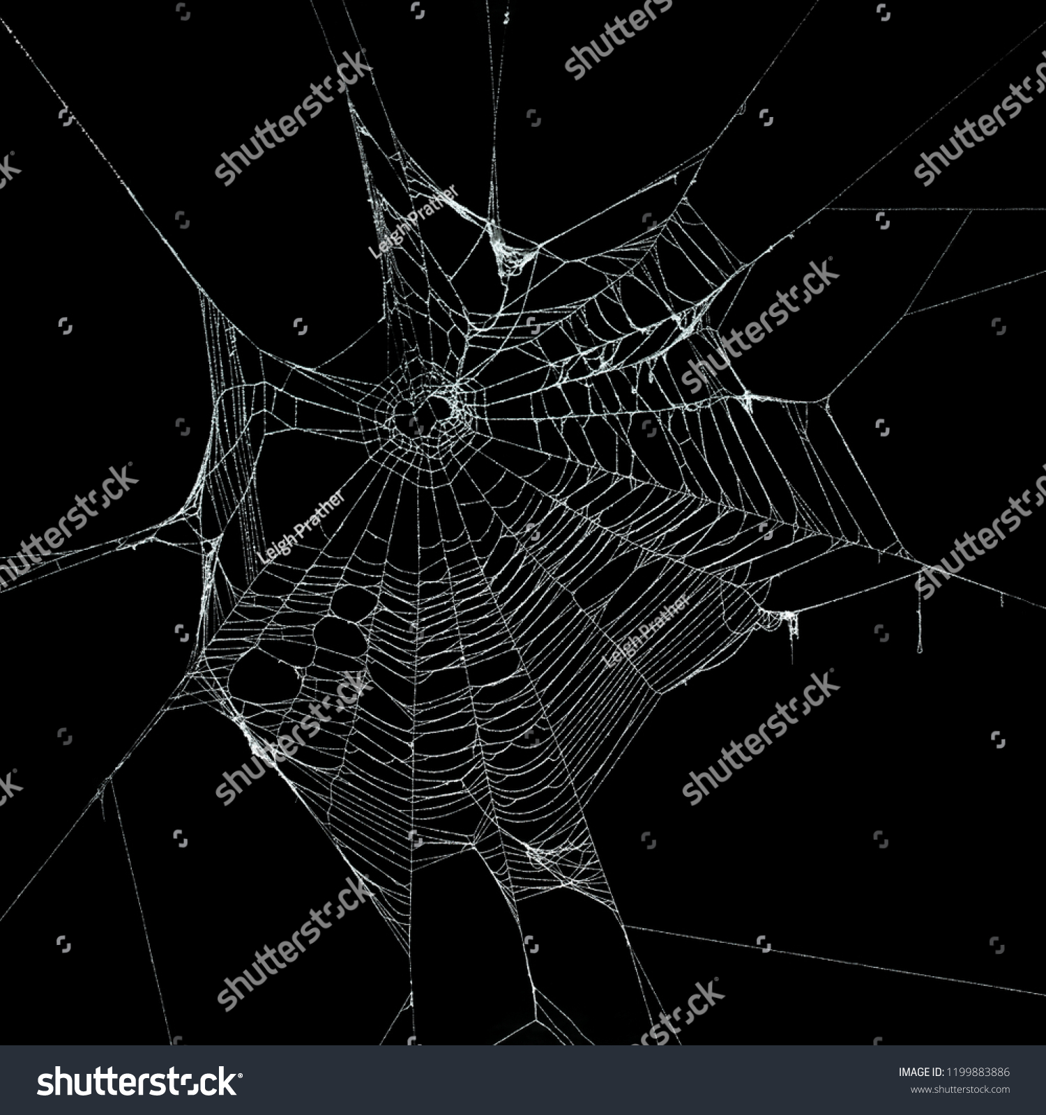 Real frost covered spider web isolated on black #1199883886