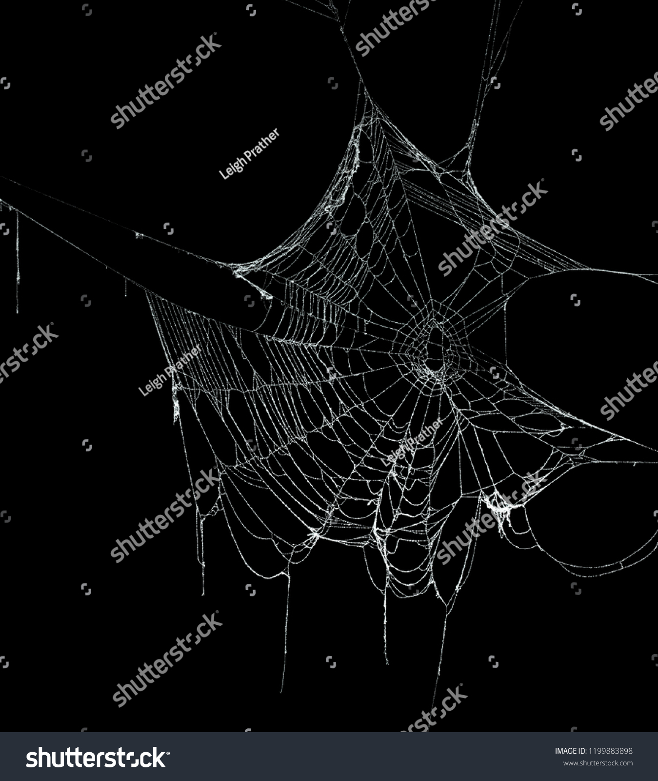 Real frost covered spider web isolated on black #1199883898