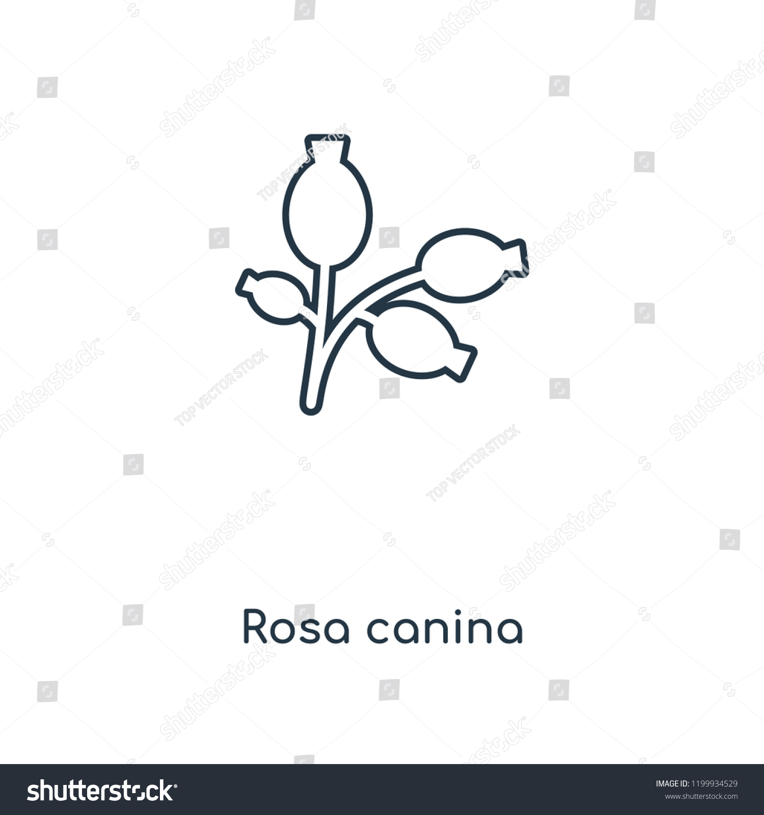 Rosa canina concept line icon. Linear Rosa canina concept outline symbol design. This simple element illustration can be used for web and mobile UI/UX. #1199934529