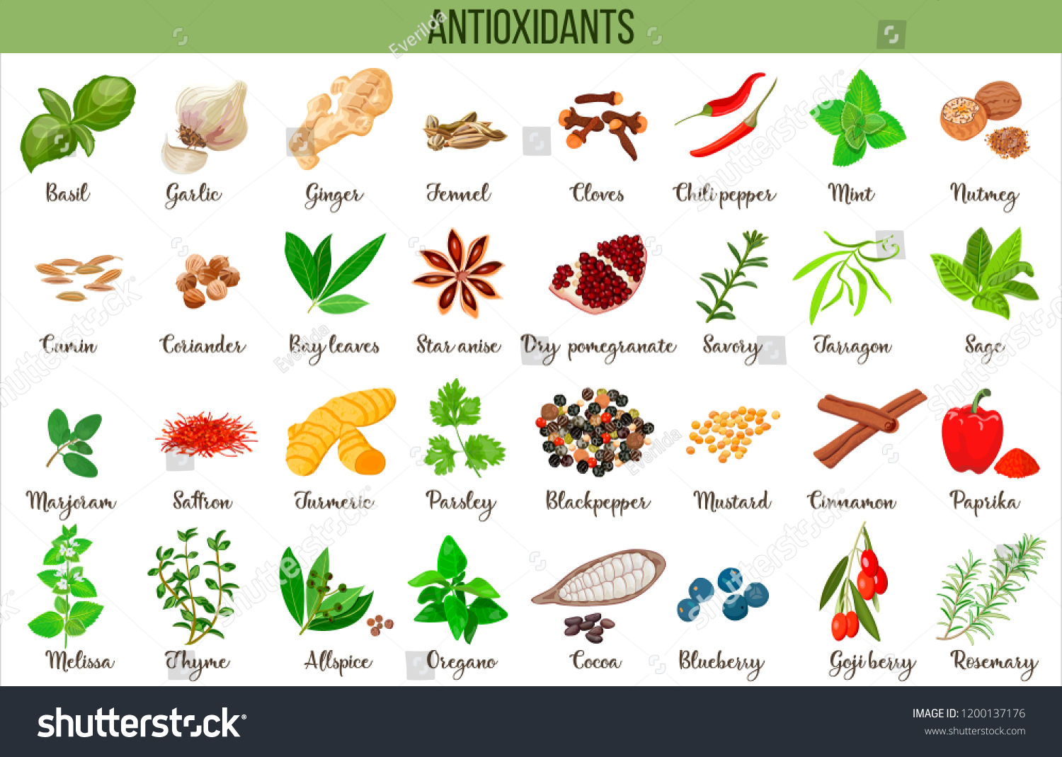 Antioxidant food, herbs and spices. healthy lifestyle. Super food anthocyanins, vector illustration #1200137176