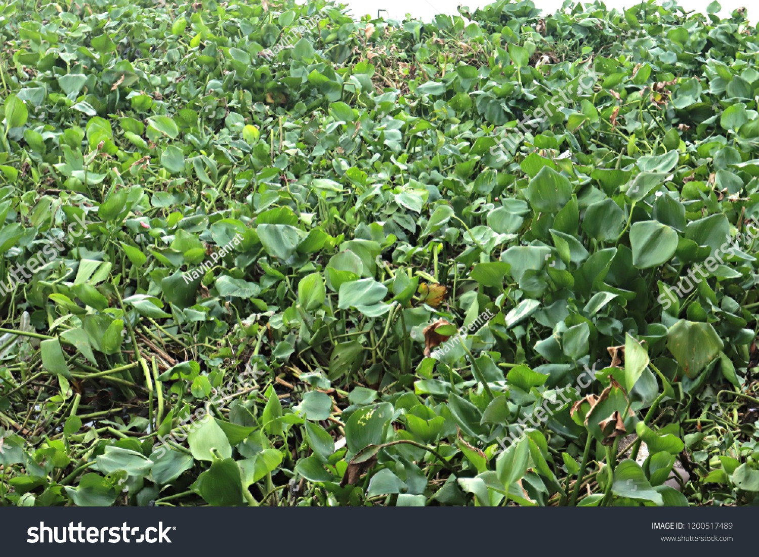 water hyacinth background #1200517489