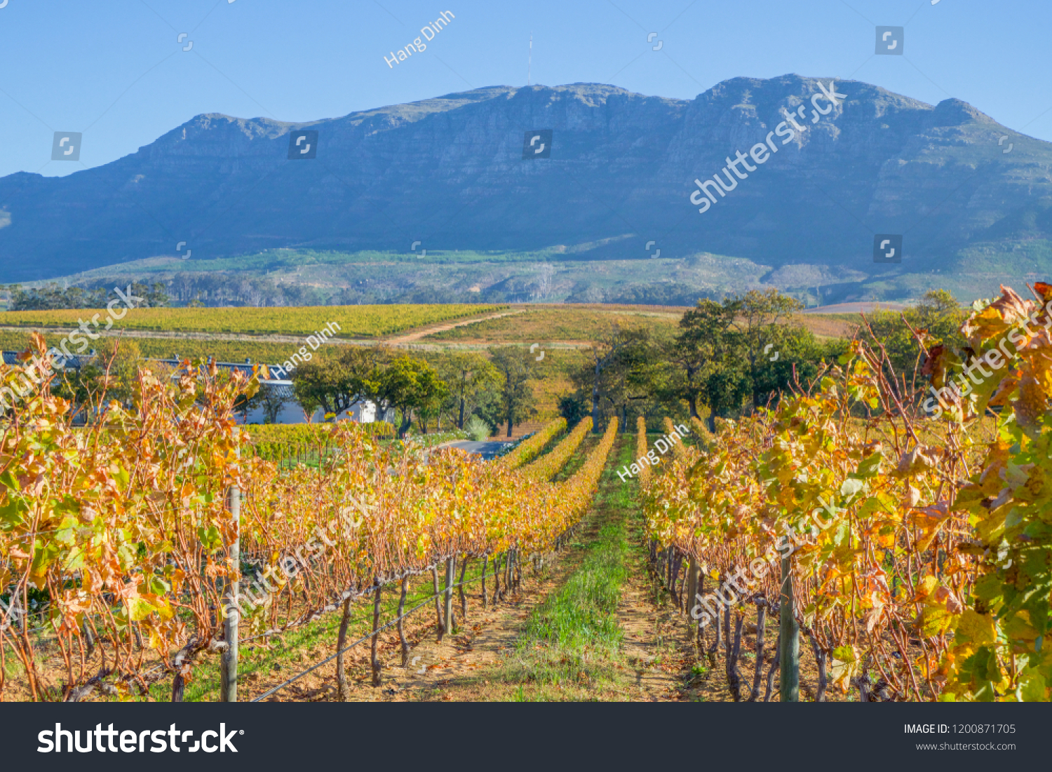 Constantia, the famous wine-producing suburb of Cape Town, South Africa in the fall season.  #1200871705