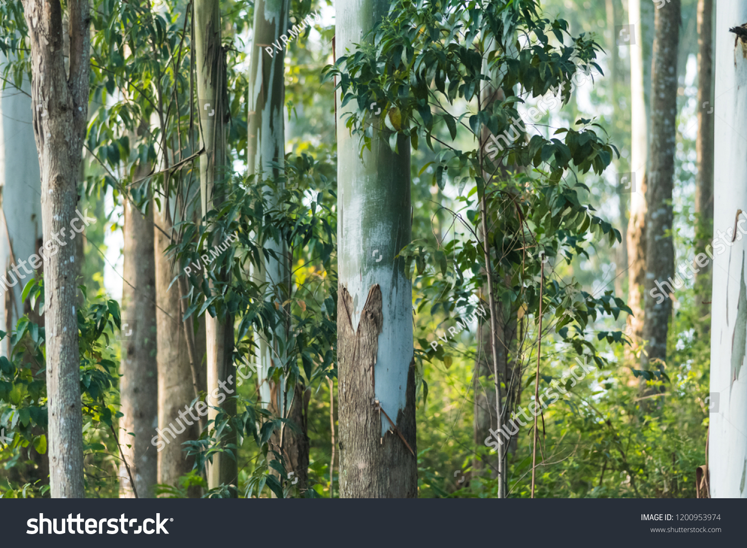 Trunk of Gum trees or Eucalyptus trees from the hilly slopes of Yercaud, Tamilnadu , India. #1200953974