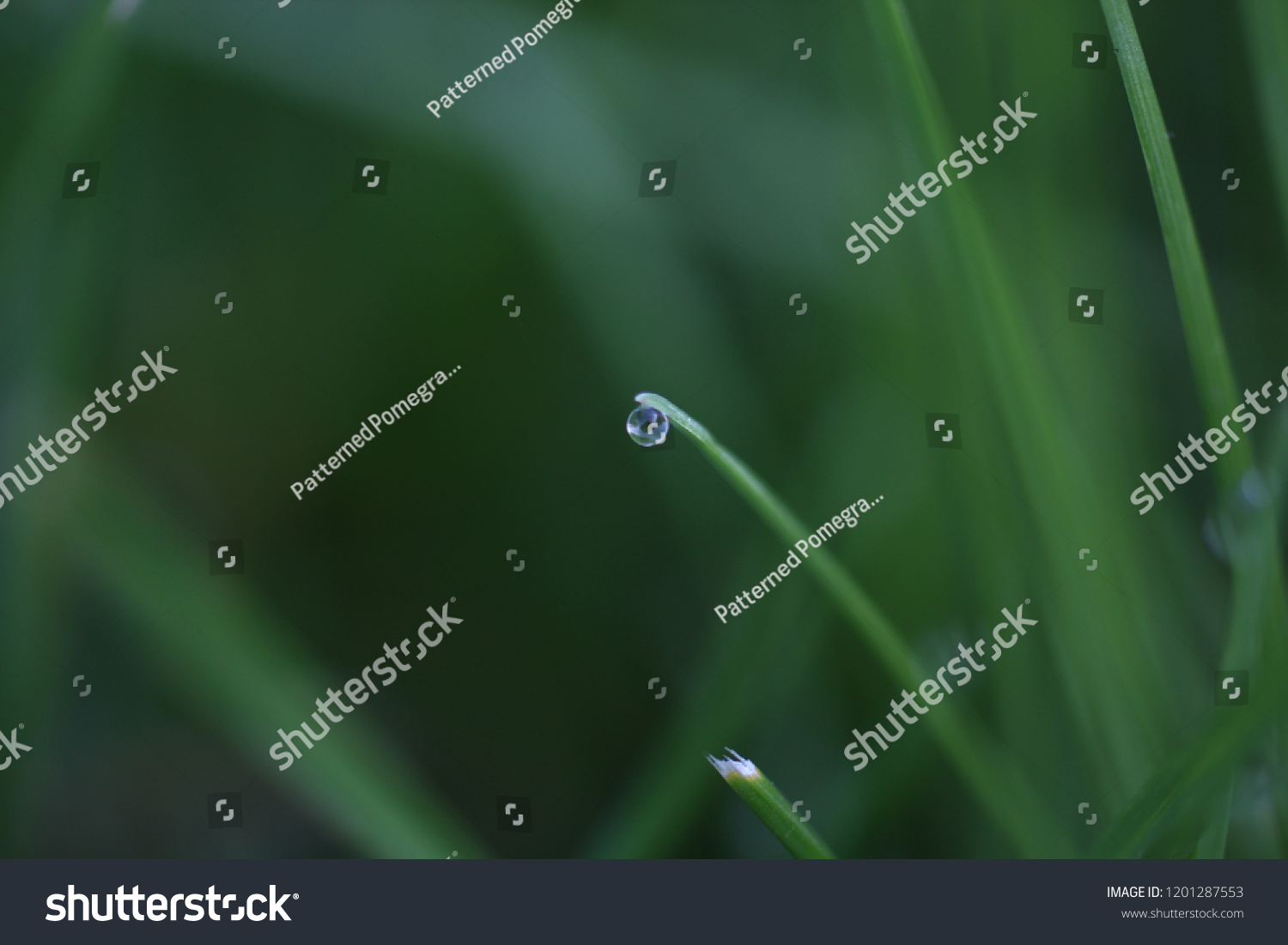 Perfect Single Droplet on a Blade of Grass, Spring Rains #1201287553
