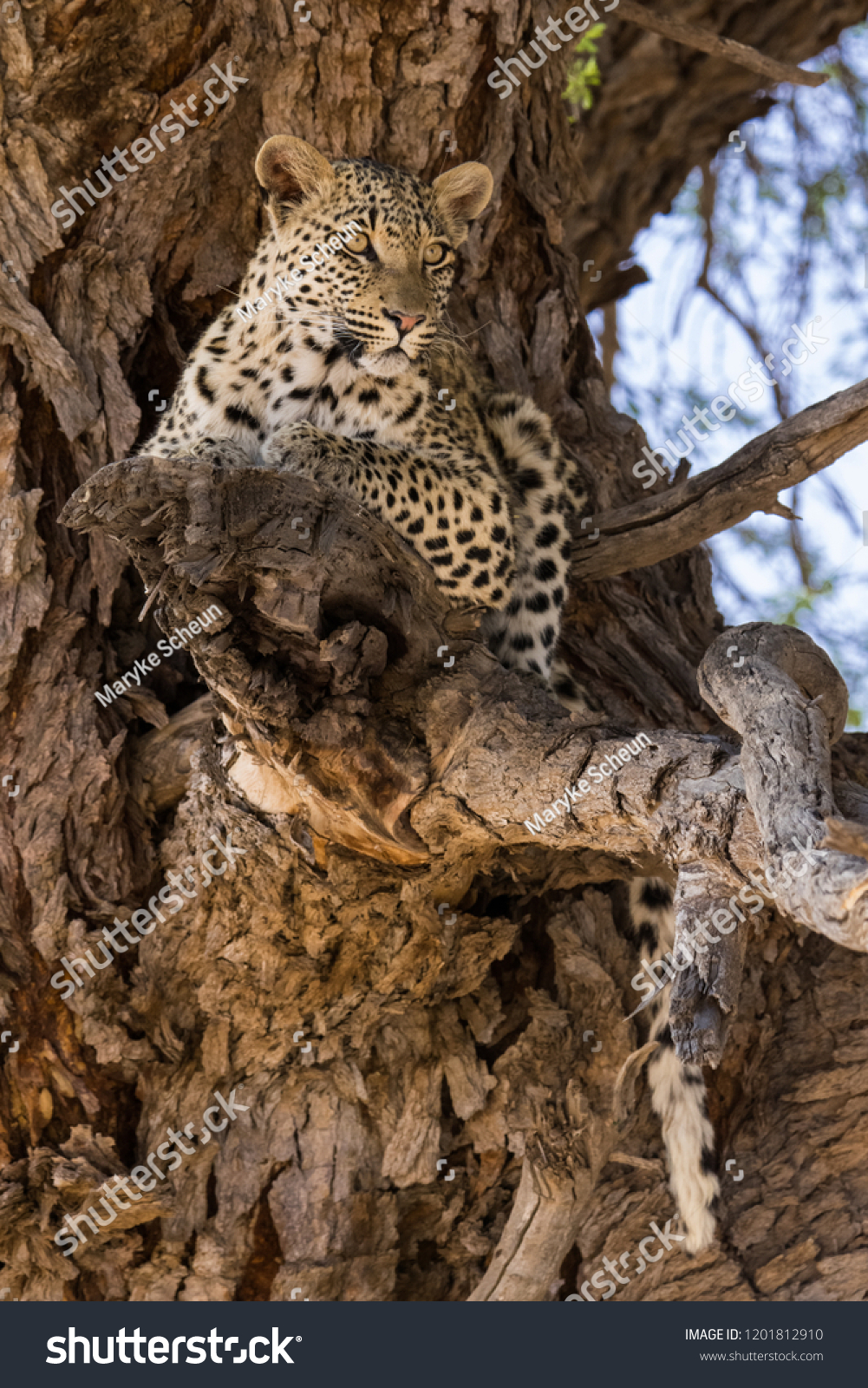 Portrait of a leopard lying in a camel thorn tree in soft light in Kgalagadi (Africa) looking cautiously; Panthera pardus #1201812910