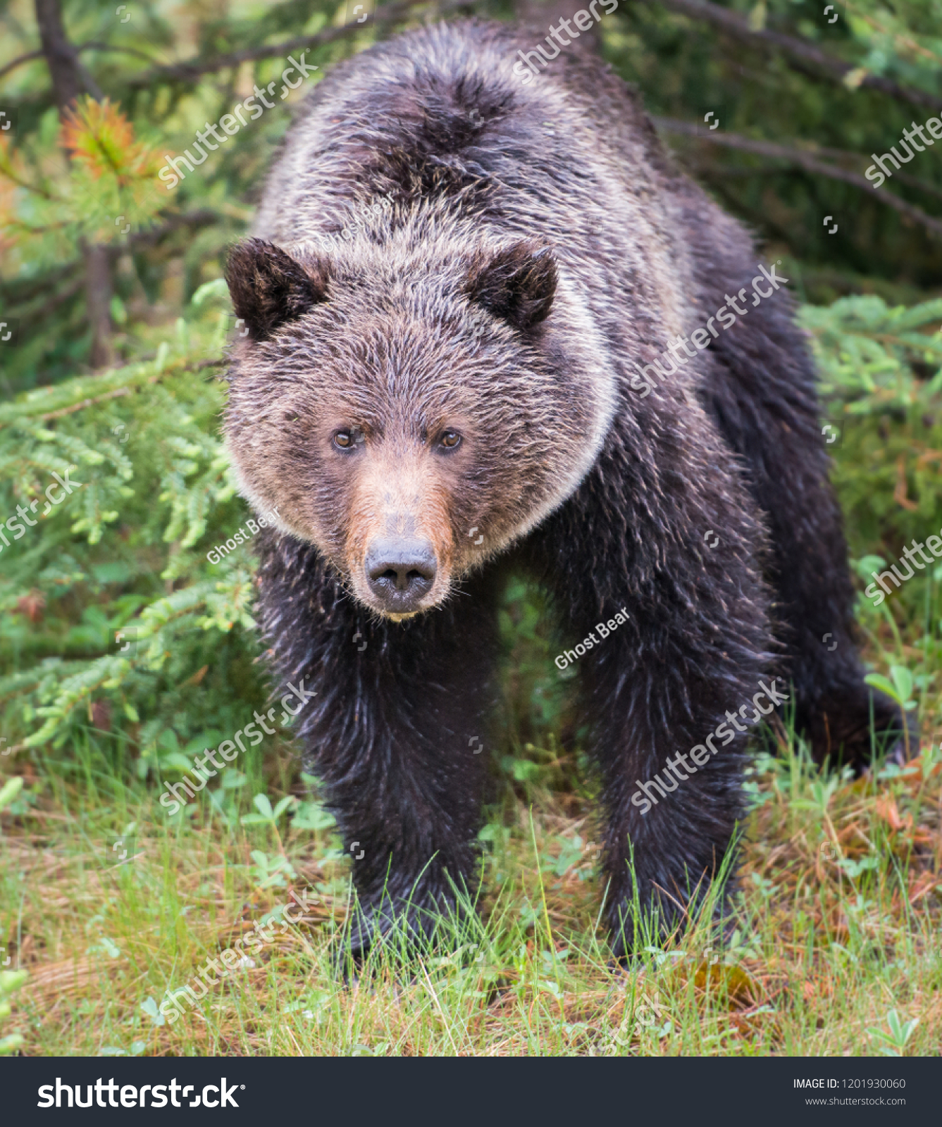 Grizzly bear in the wild #1201930060