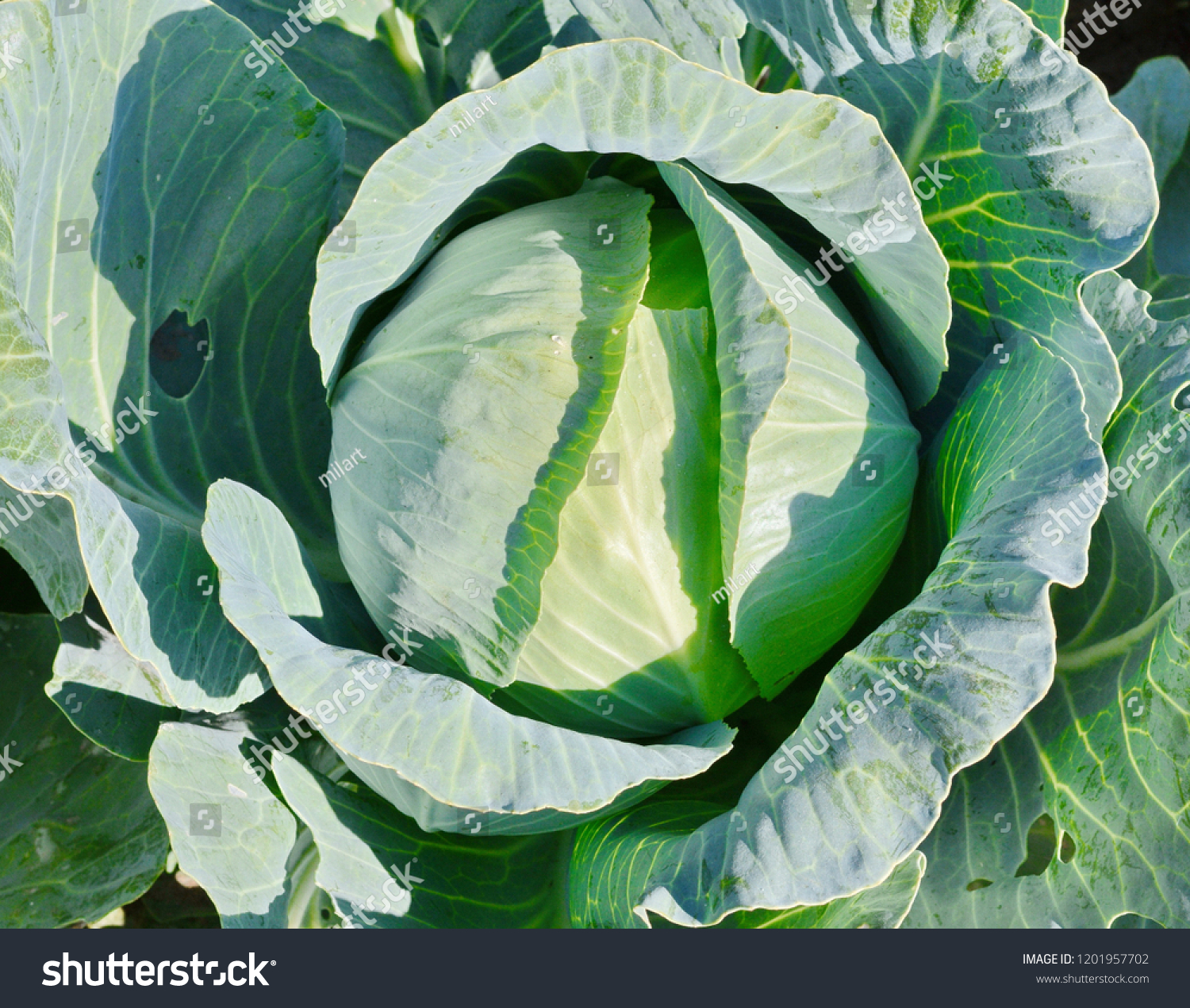 green cabbage in growth at vegetable garden. Young green head of cabbage. #1201957702