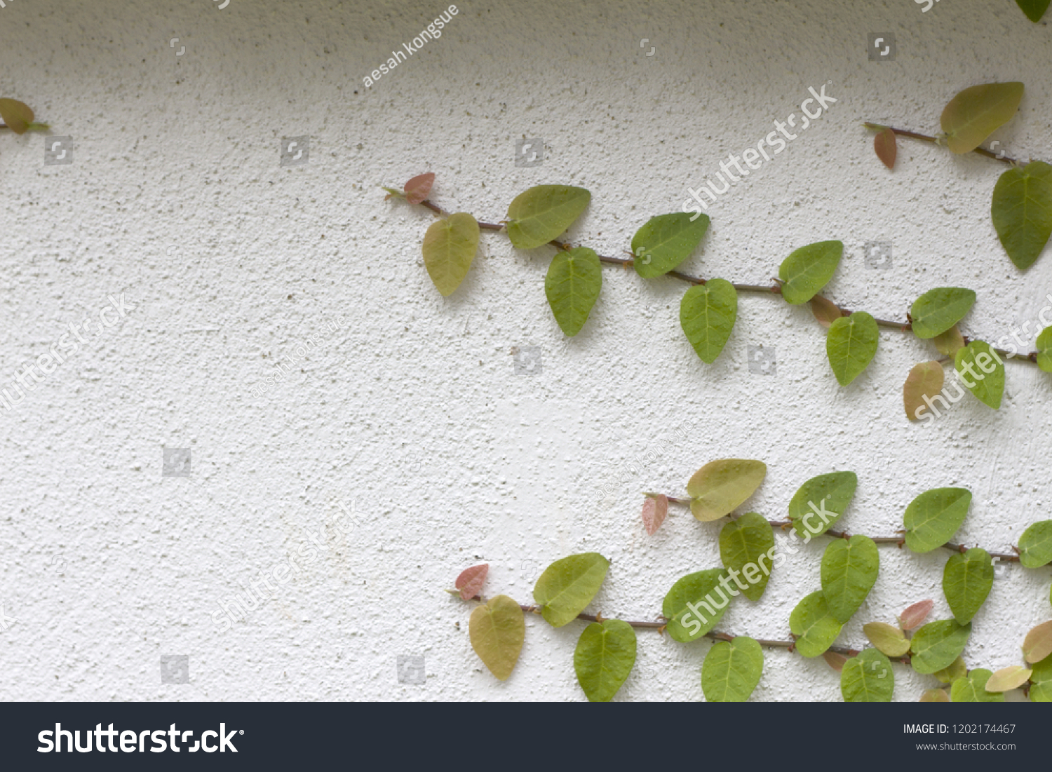 Ornamental shrubs ,Wall shrubs #1202174467