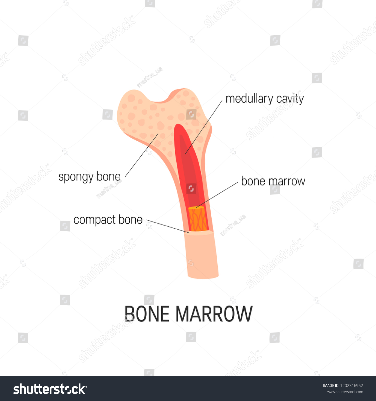 Bone marrow concept. Vector educational diagram in flat style #1202316952