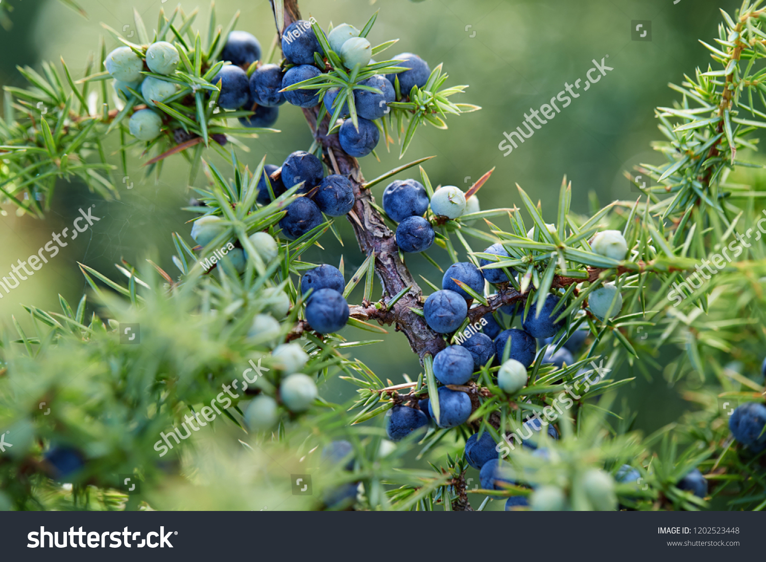 Close-Up Of Juniper Berries Growing On Tree.  Juniper branch with blue and green berries growing outside. #1202523448